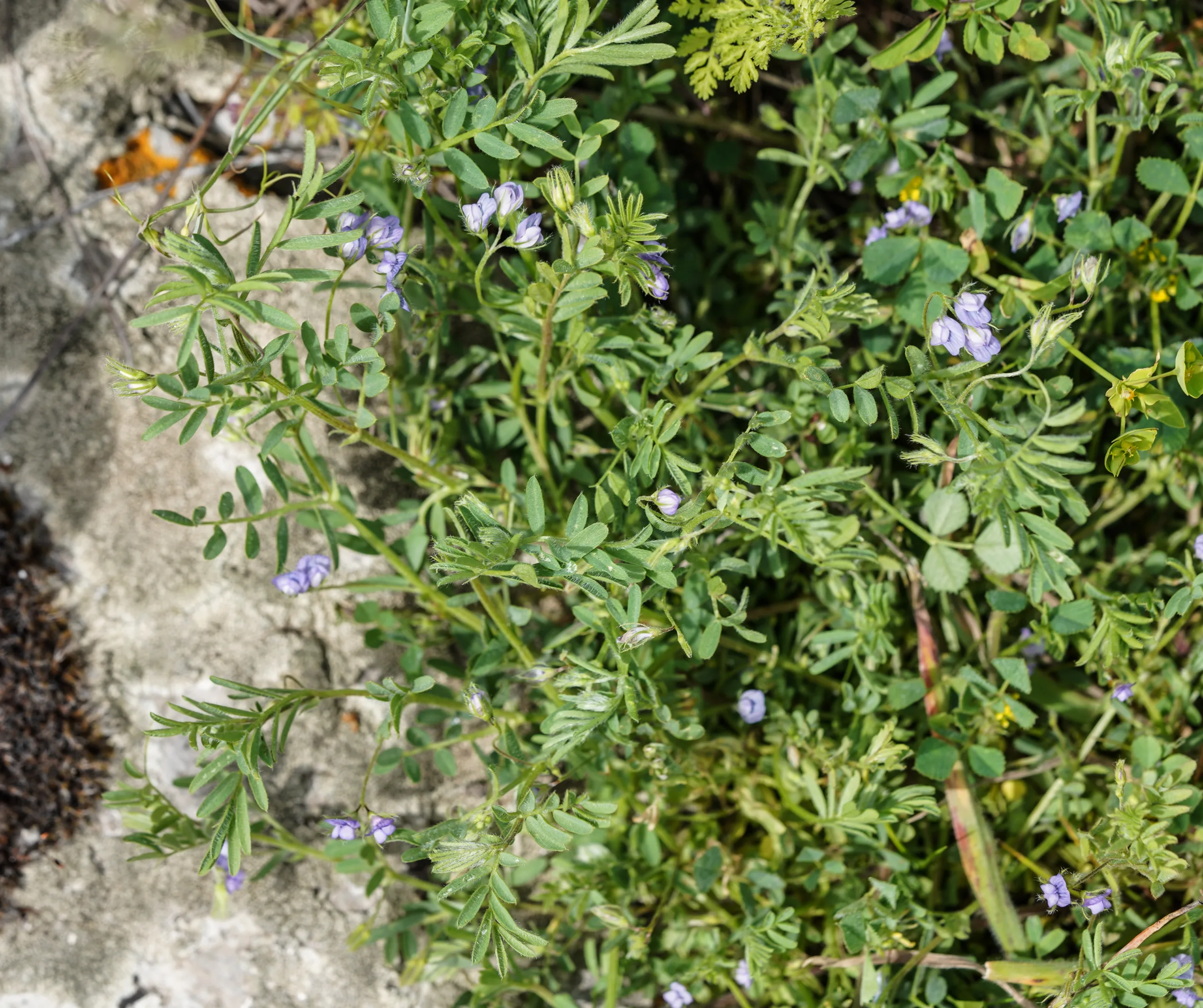 Vicia orientalis
