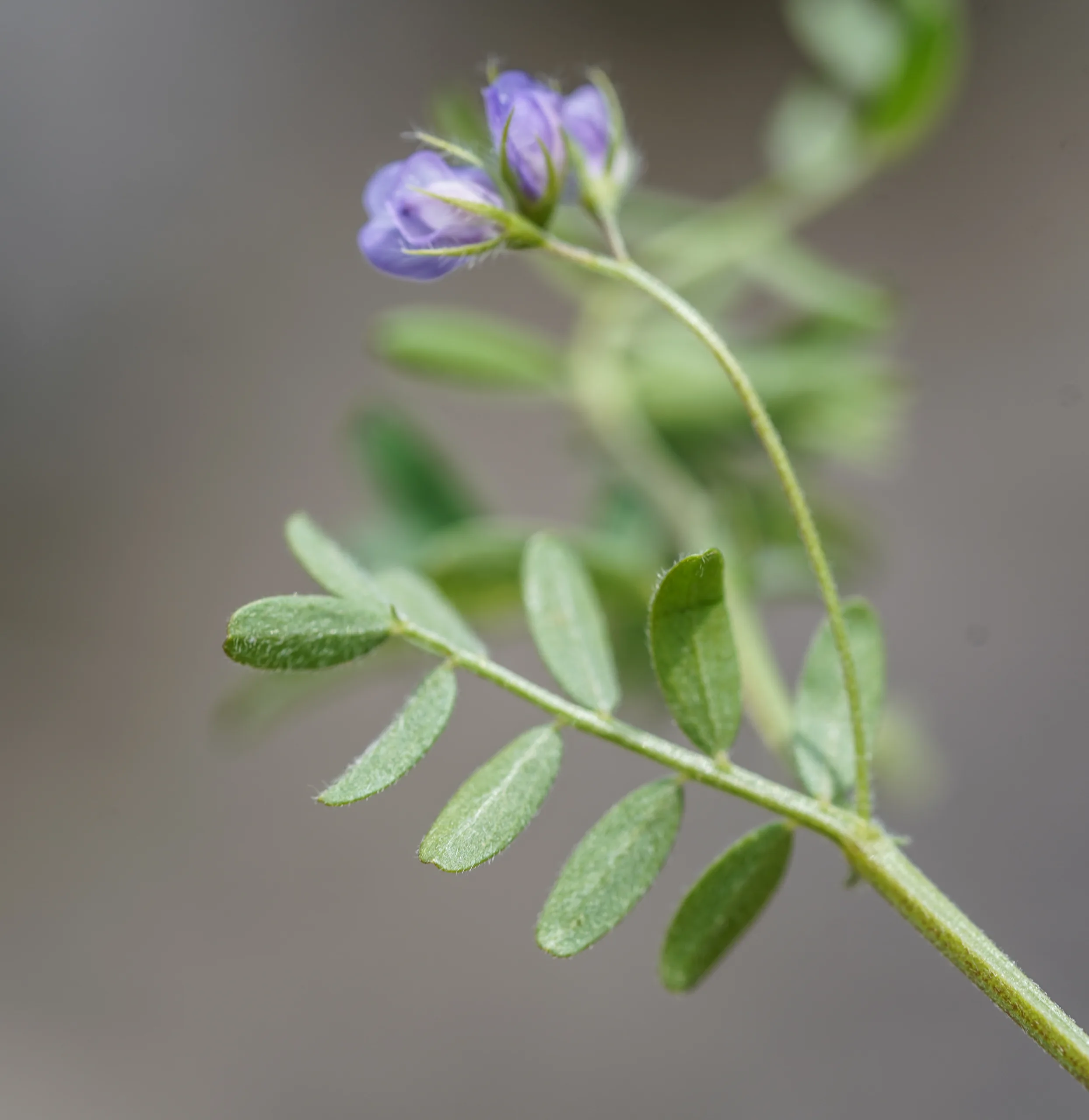 Vicia orientalis