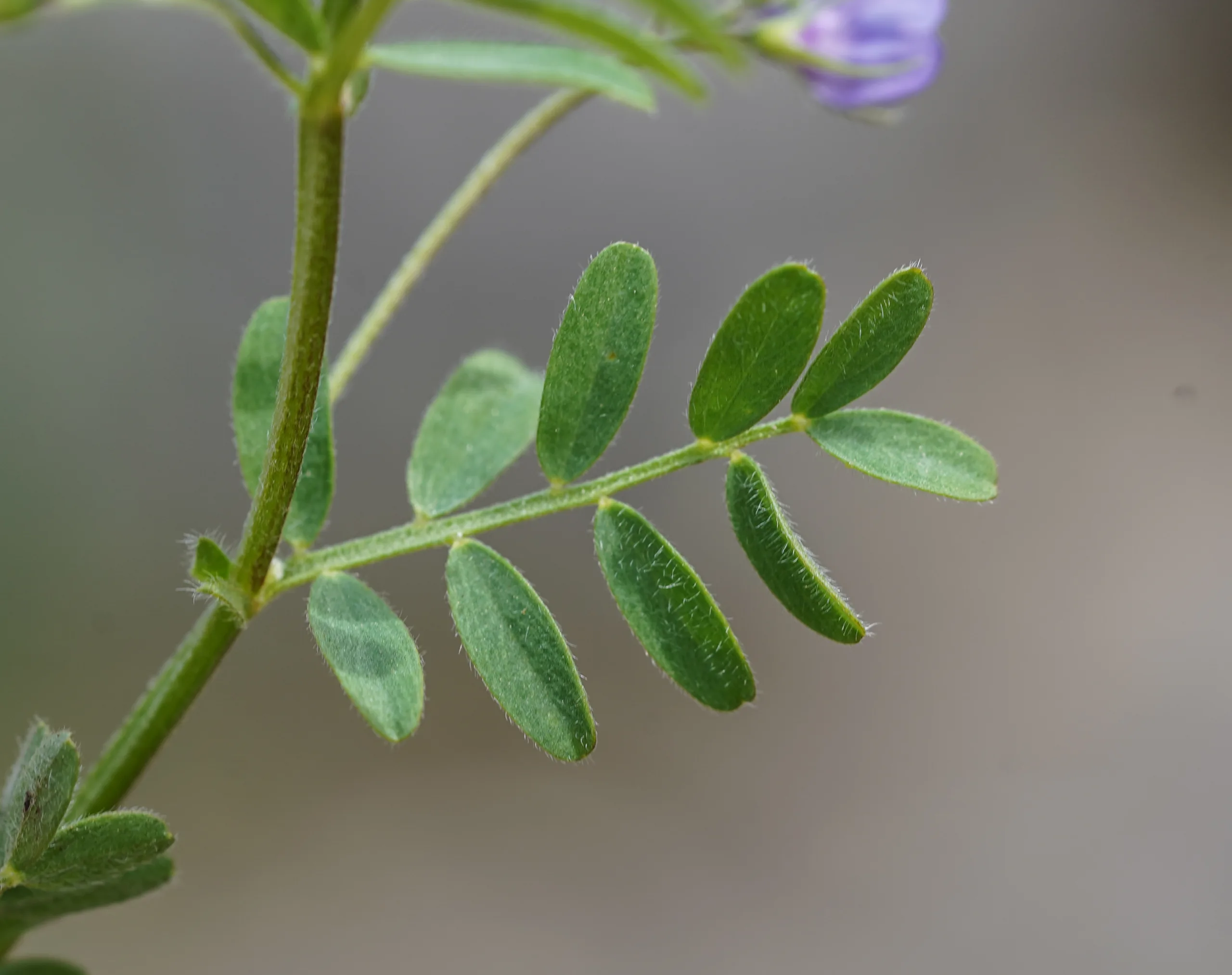 Vicia orientalis
