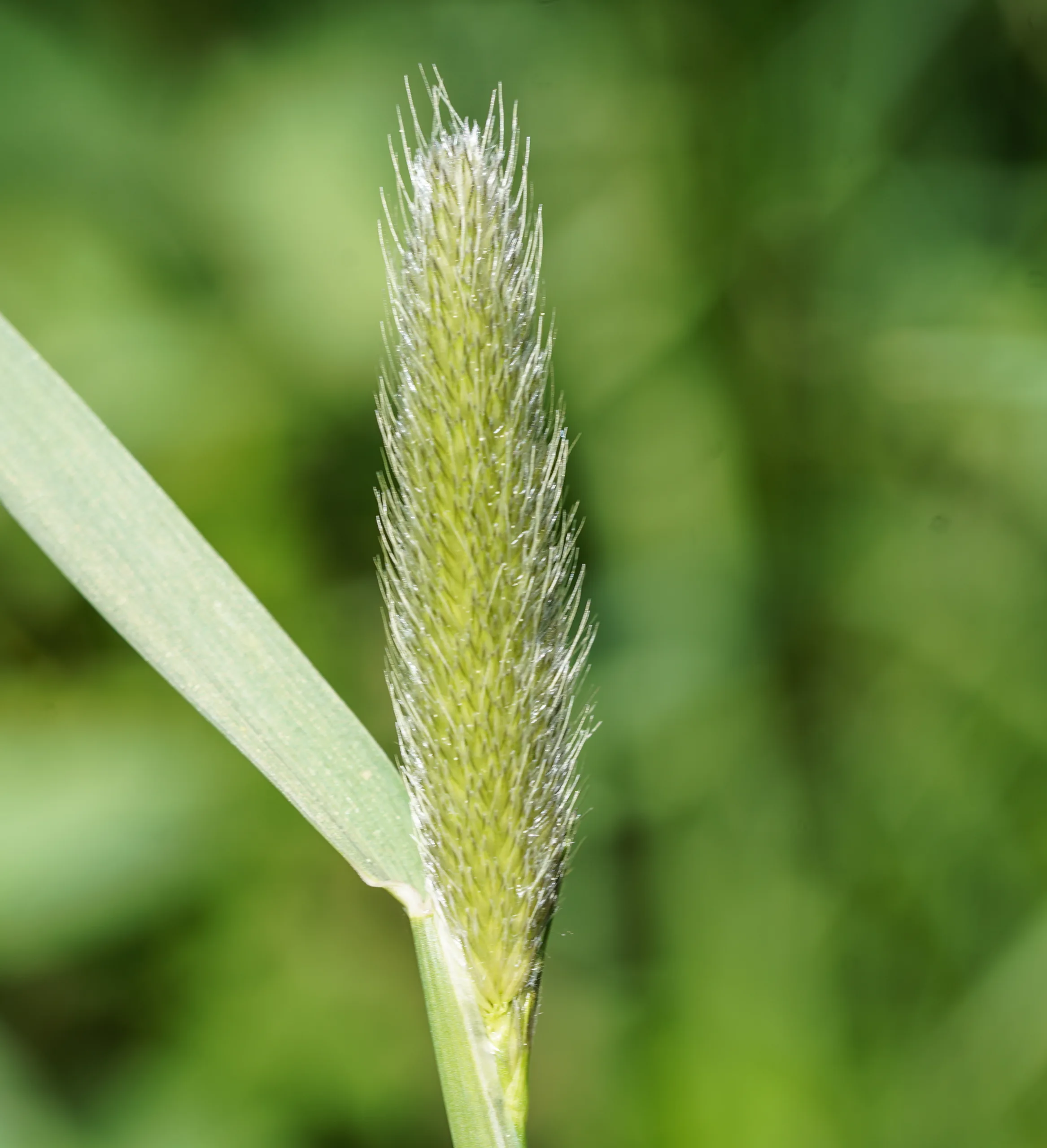 Alopecurus arundinaceus