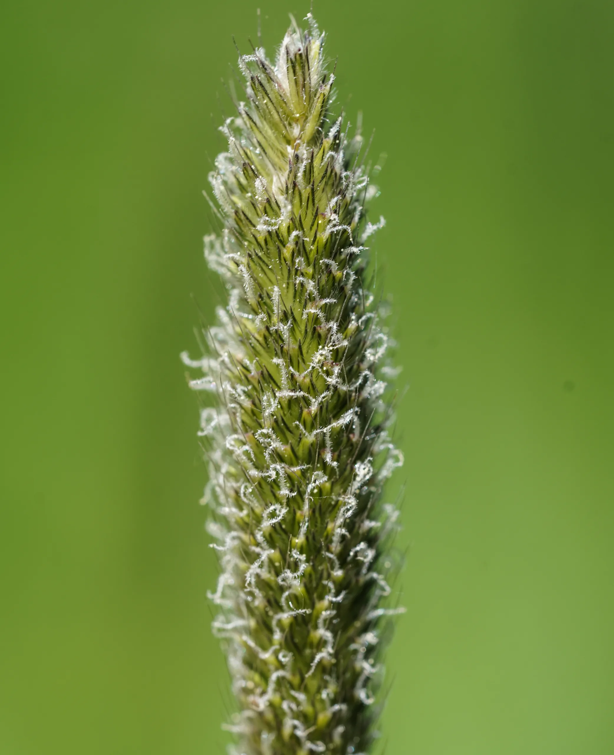 Alopecurus arundinaceus