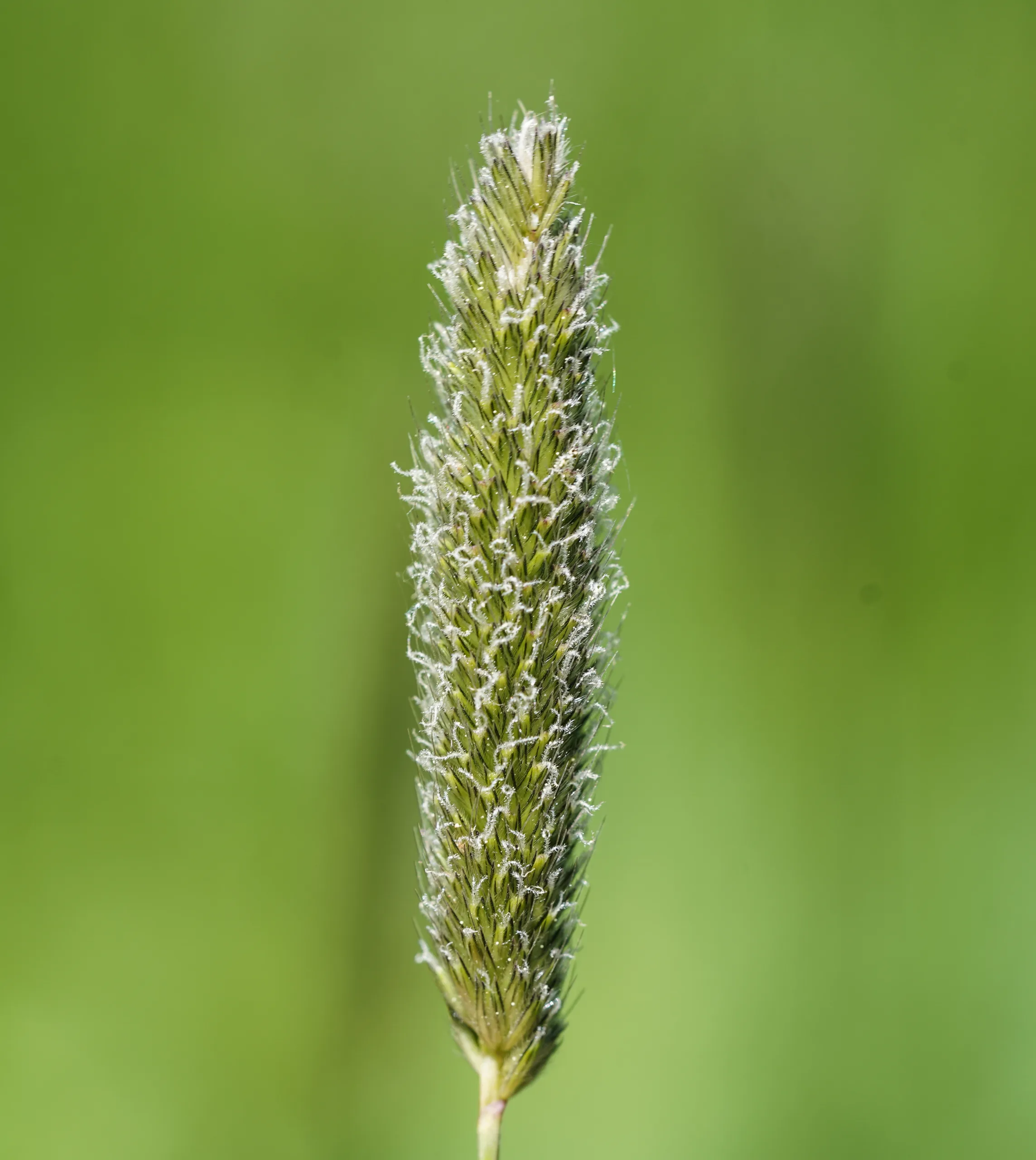 Alopecurus arundinaceus (Kamış tilkikuyruğu)