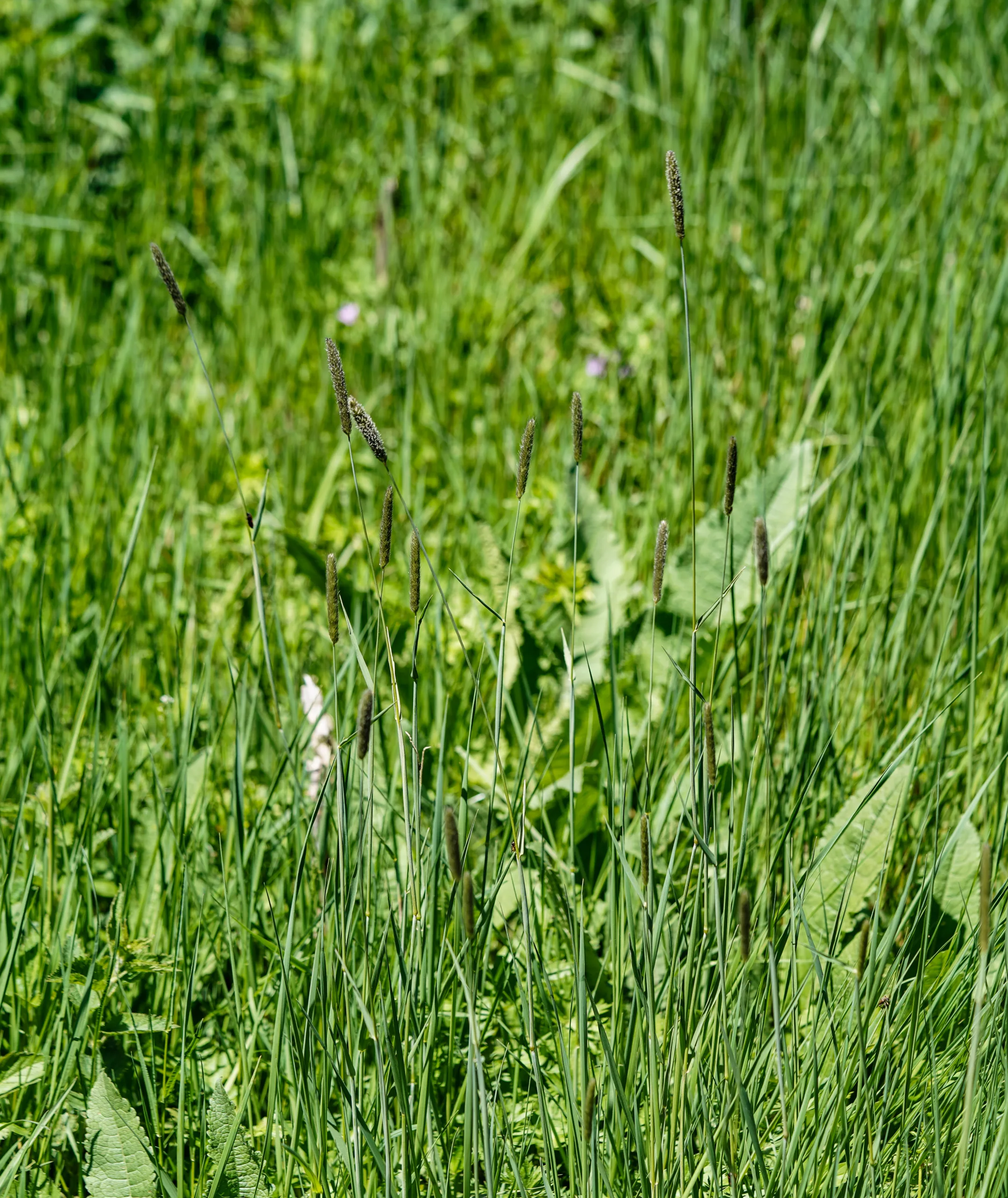 Alopecurus arundinaceus