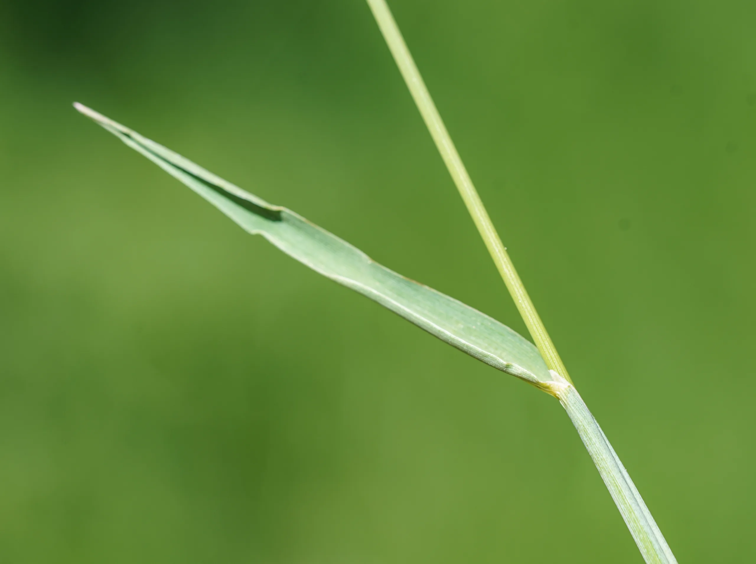Alopecurus arundinaceus