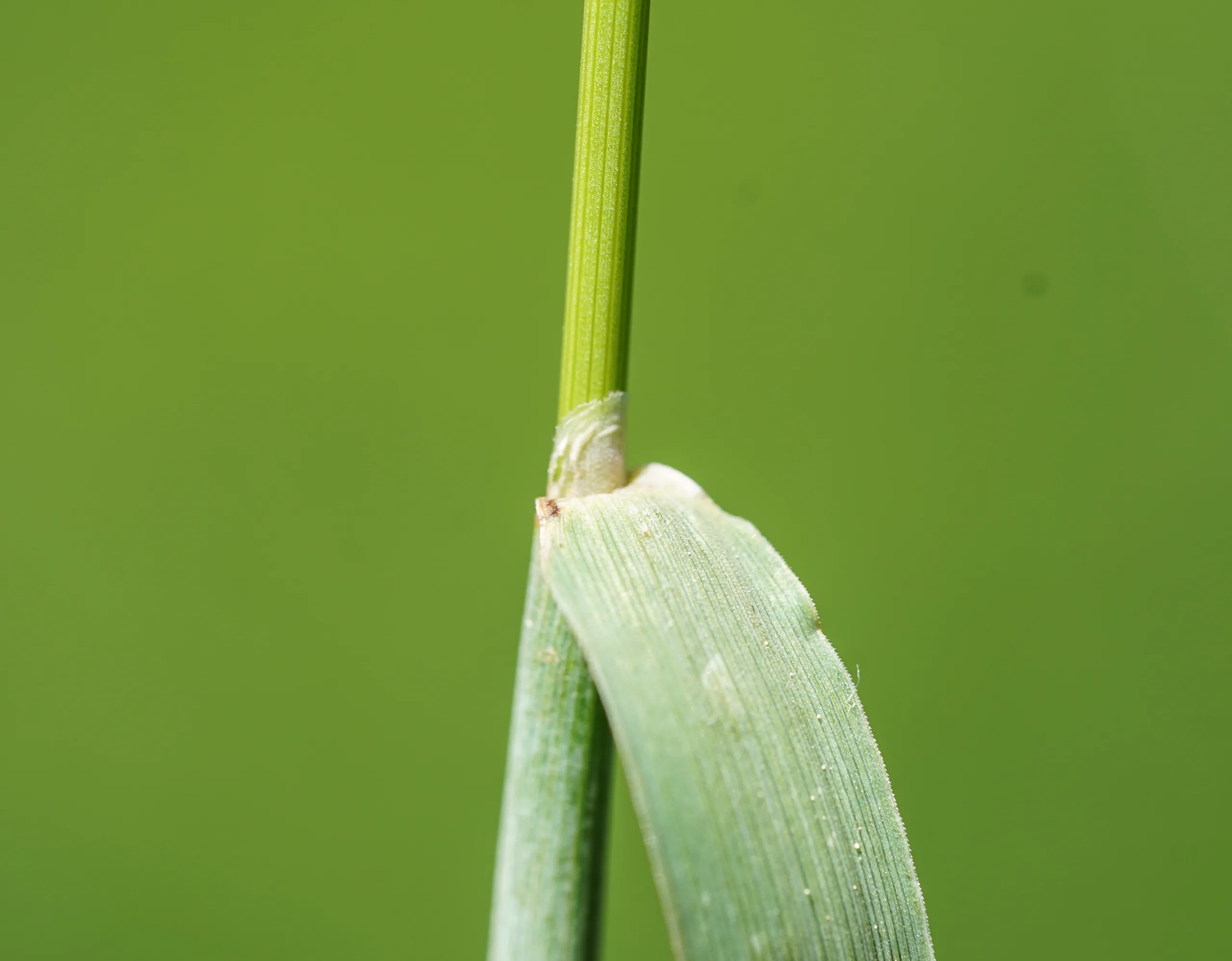 Alopecurus arundinaceus
