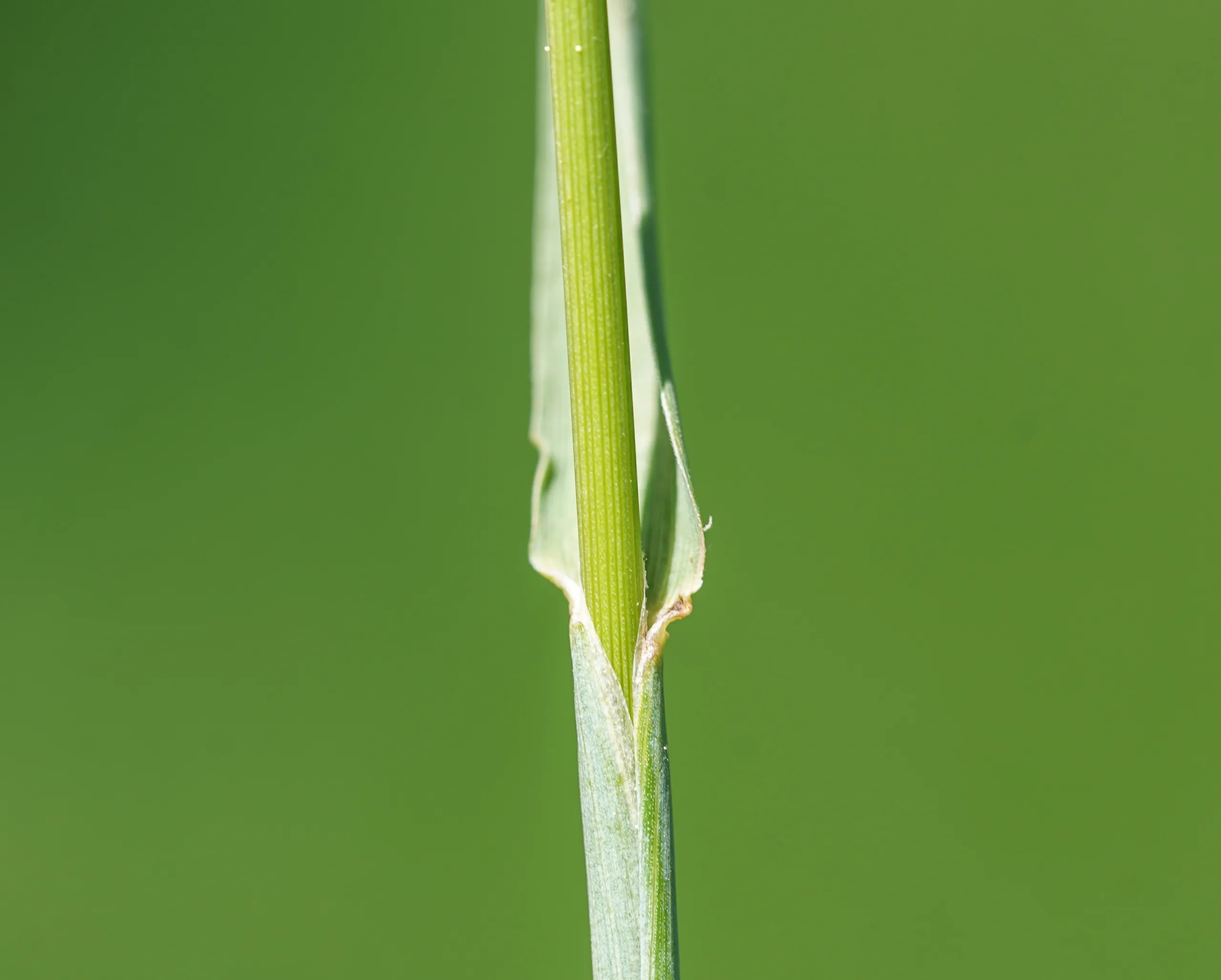Alopecurus arundinaceus