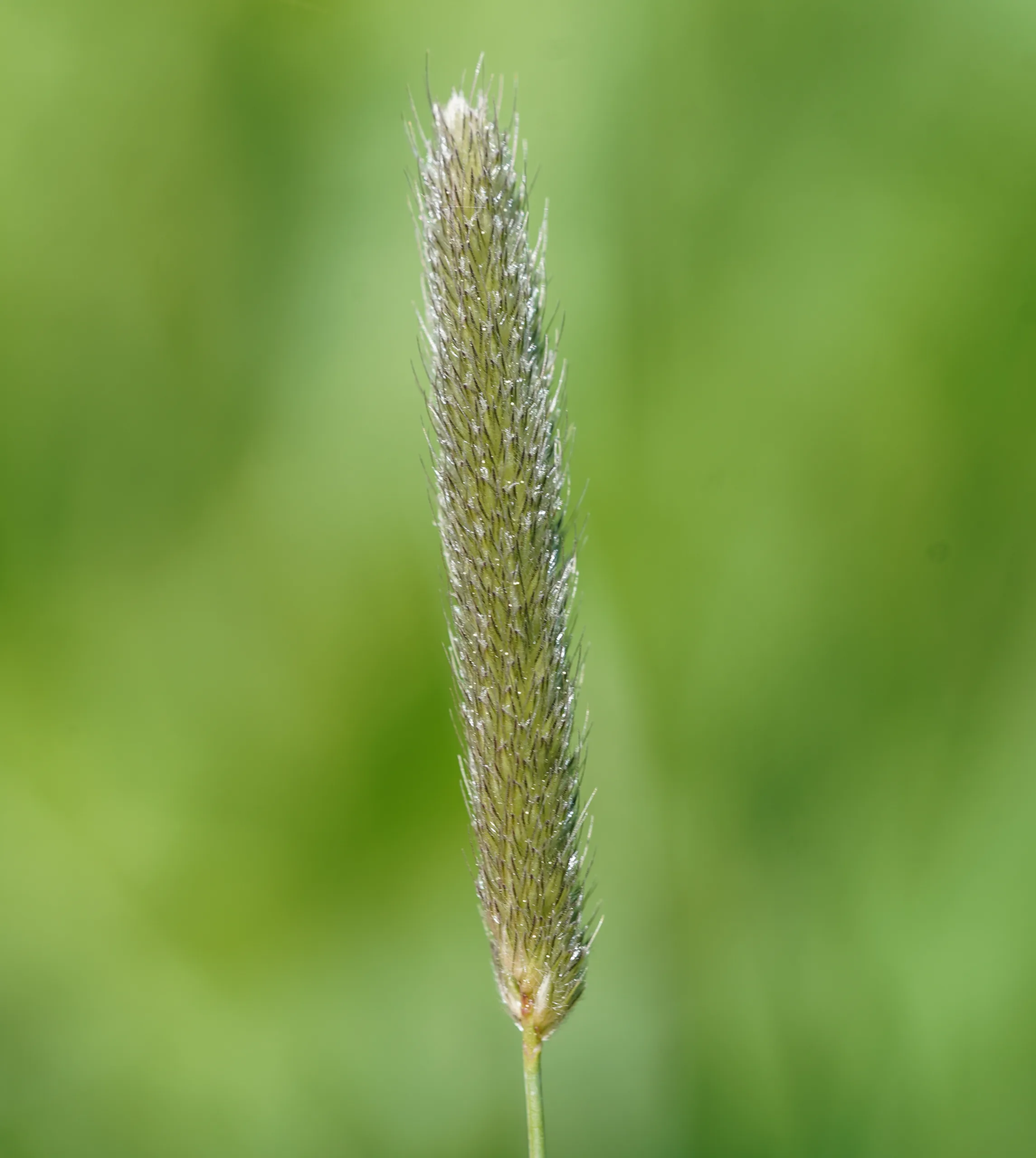 Alopecurus arundinaceus