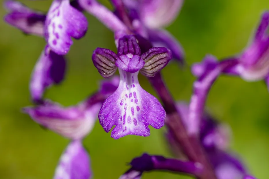 Anacamptis morio subsp. caucasica