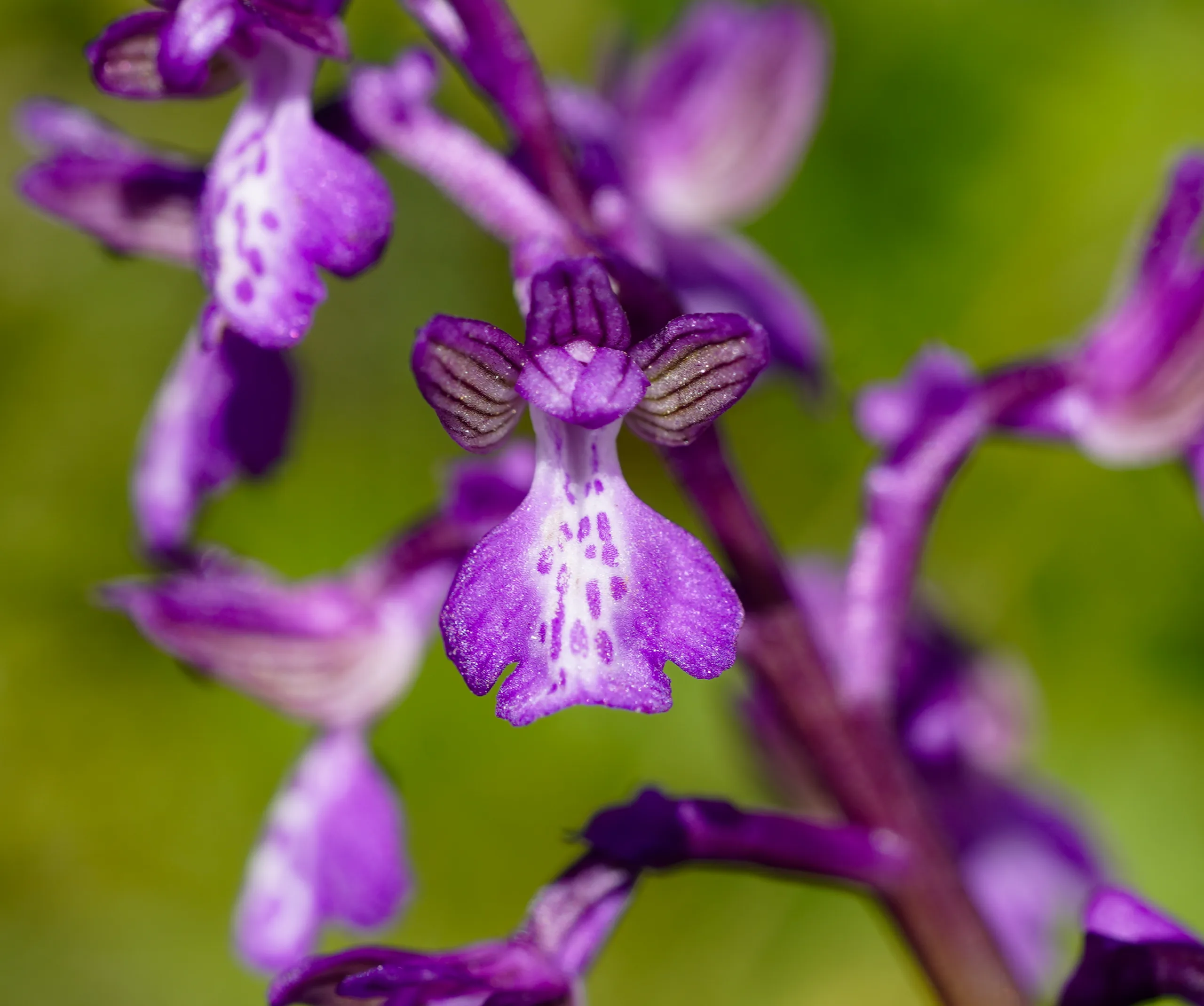 Anacamptis morio subsp. caucasica (Kaf salebi)