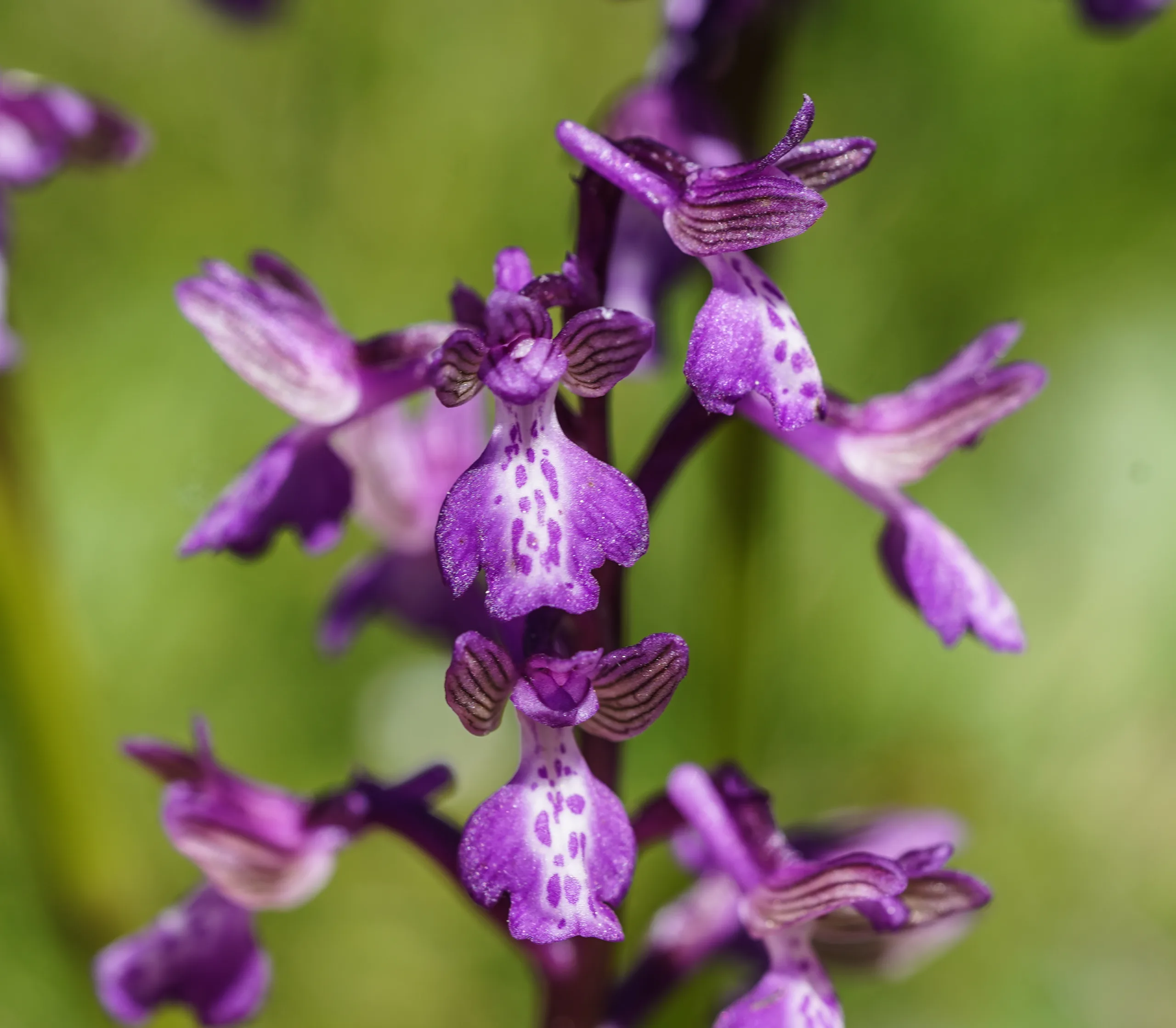 Anacamptis morio subsp. caucasica