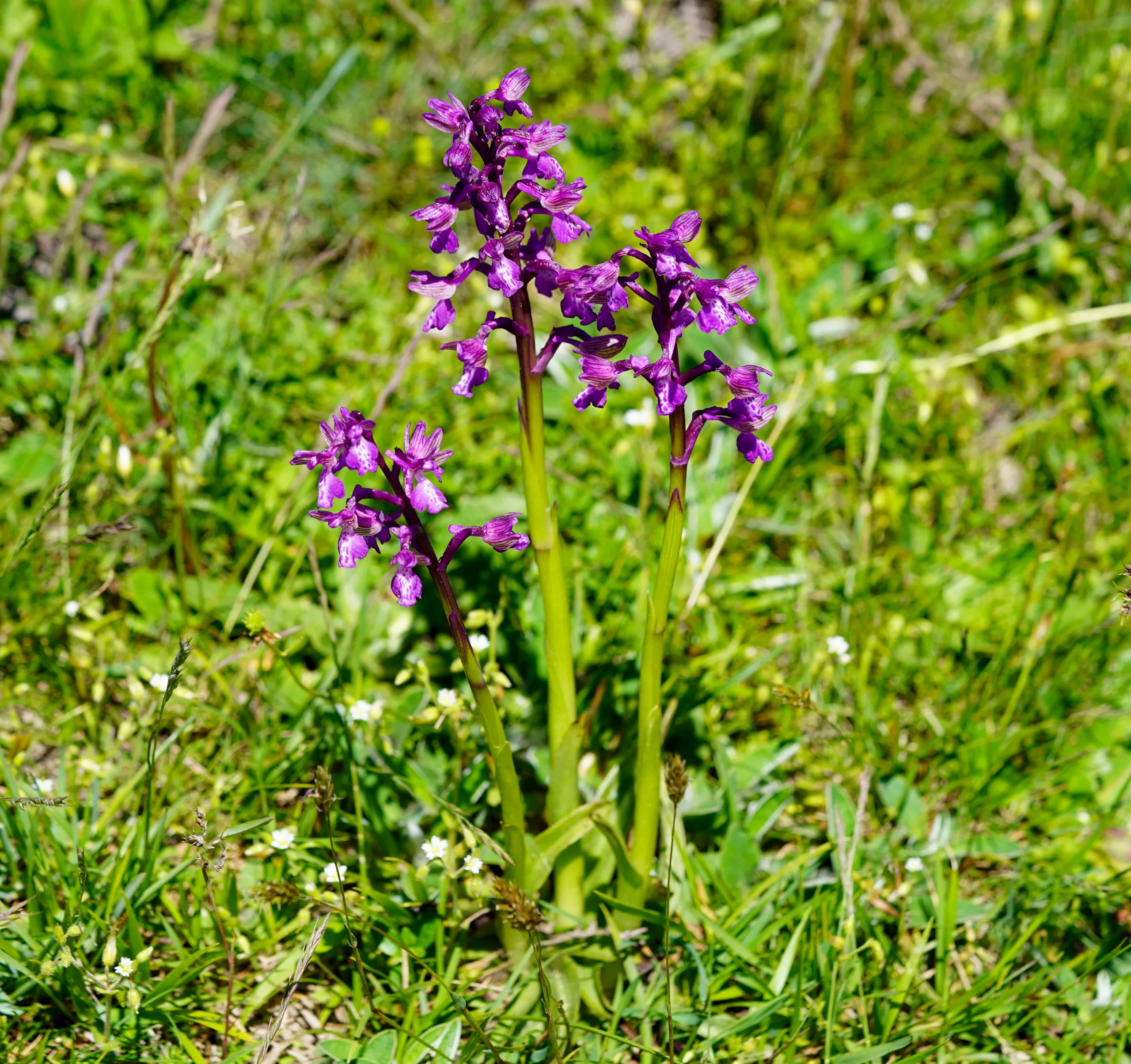 Anacamptis morio subsp. caucasica