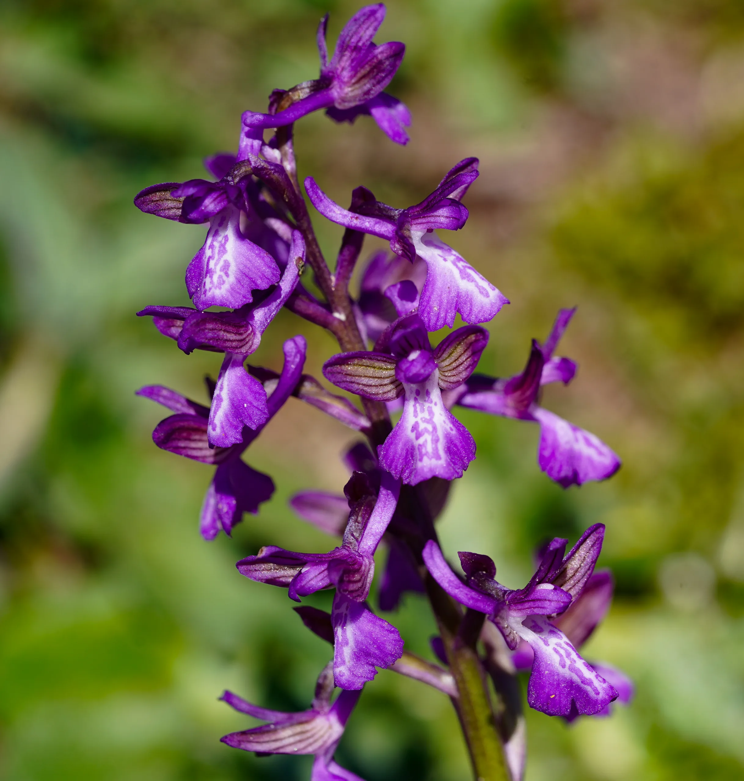 Anacamptis morio subsp. caucasica