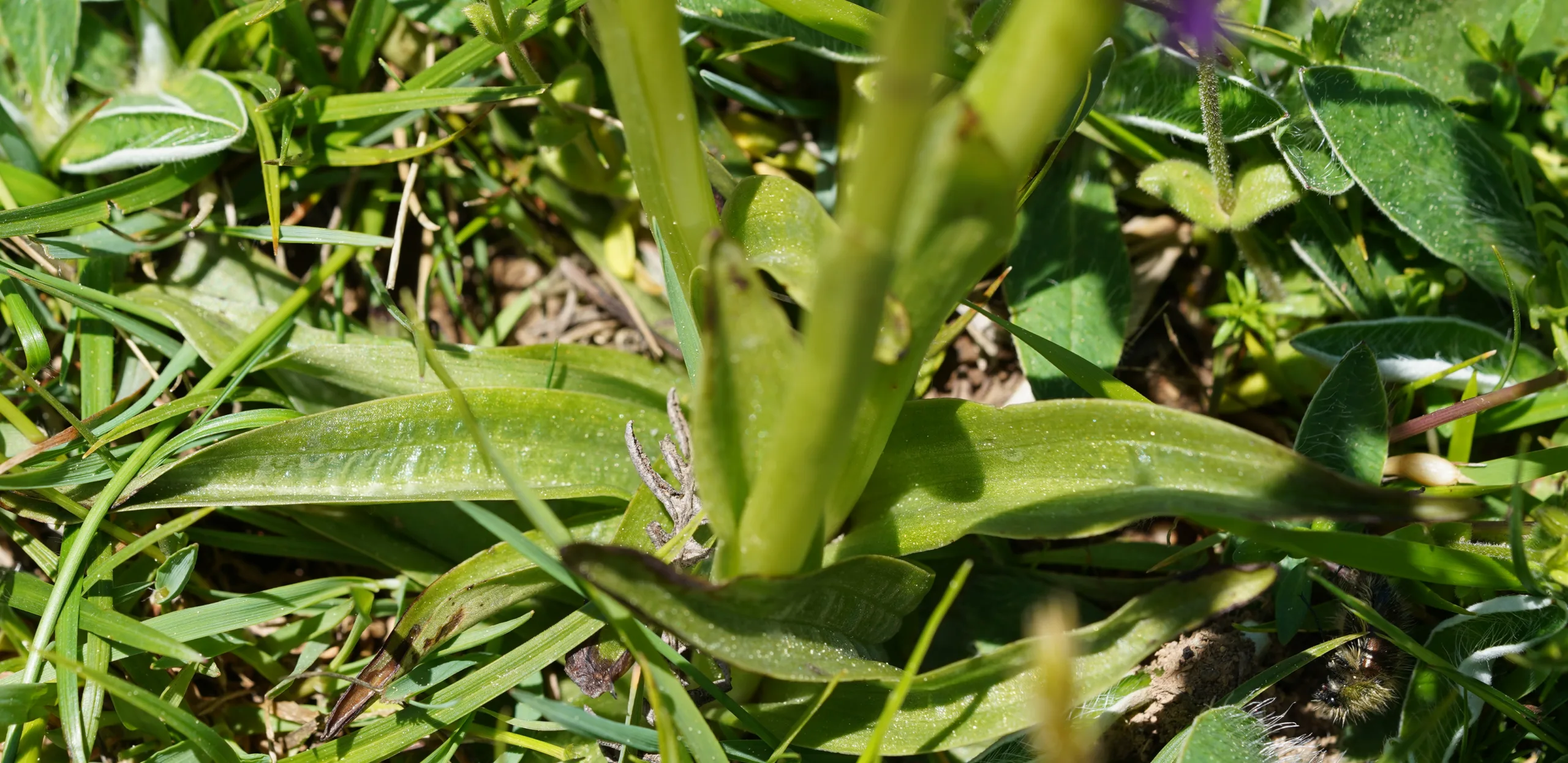 Anacamptis morio subsp. caucasica