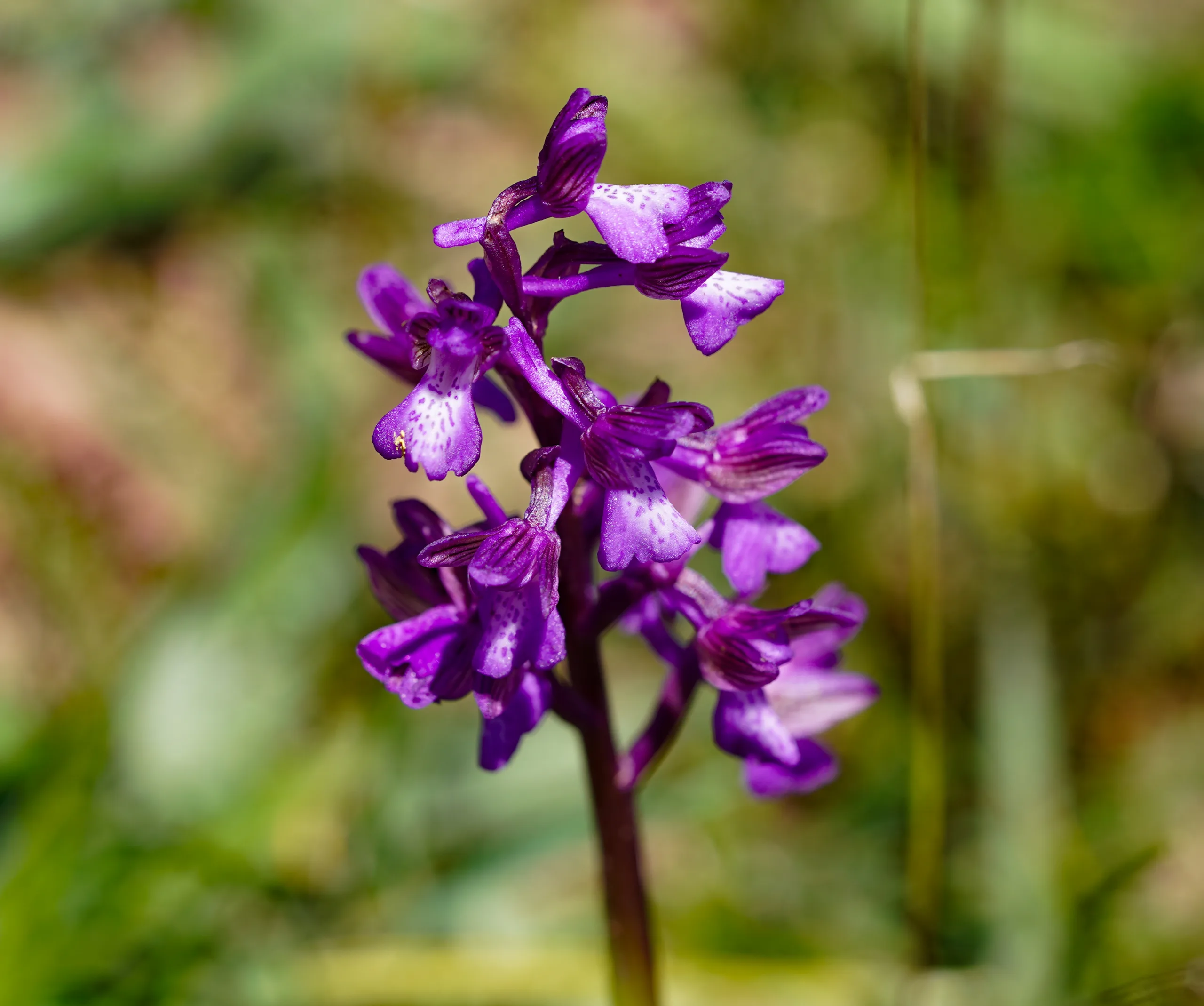 Anacamptis morio subsp. caucasica