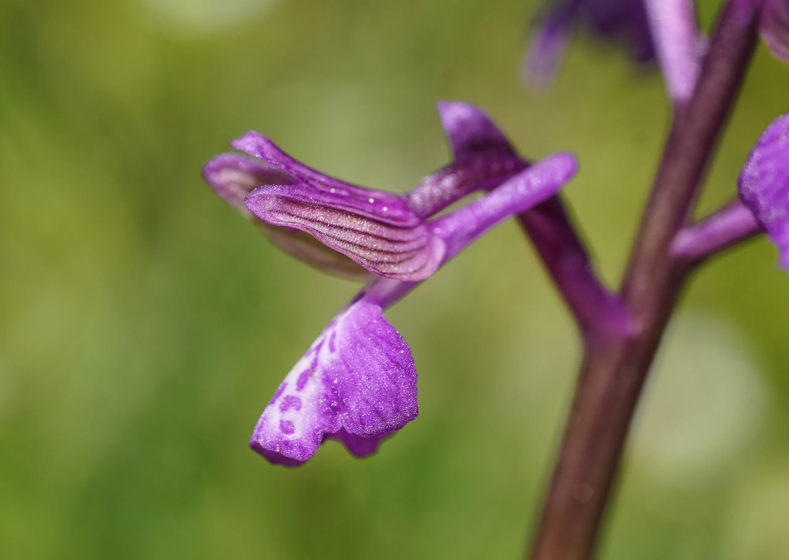 Anacamptis morio subsp. caucasica