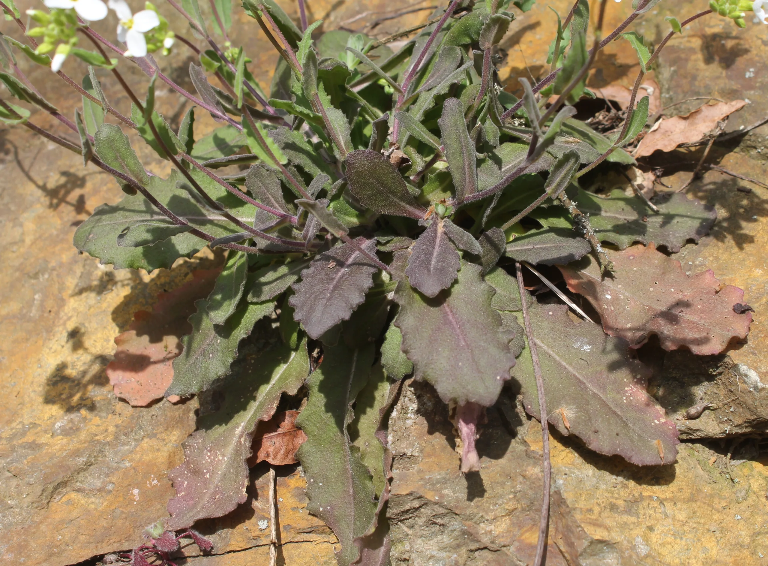 Arabis alpina