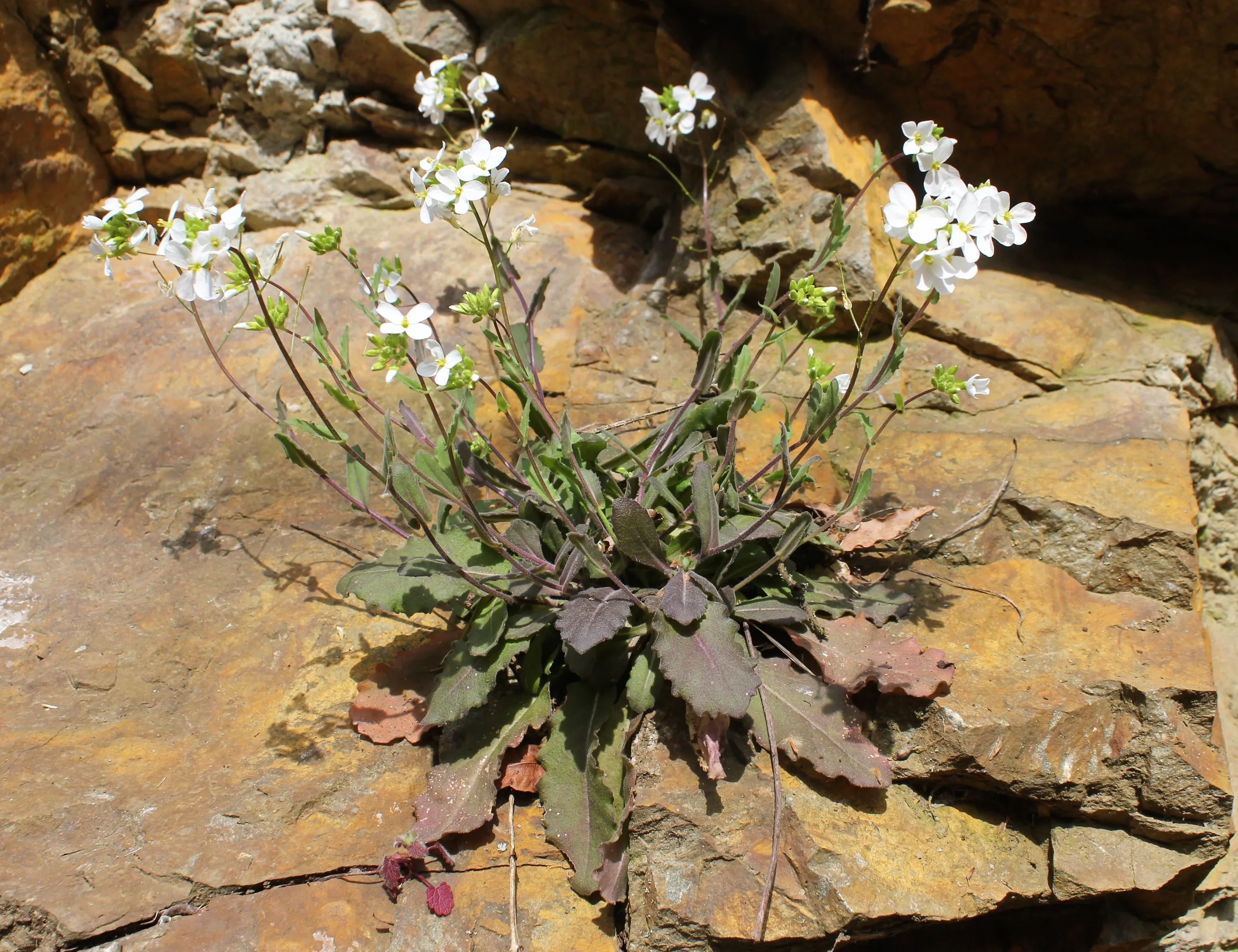 Arabis alpina