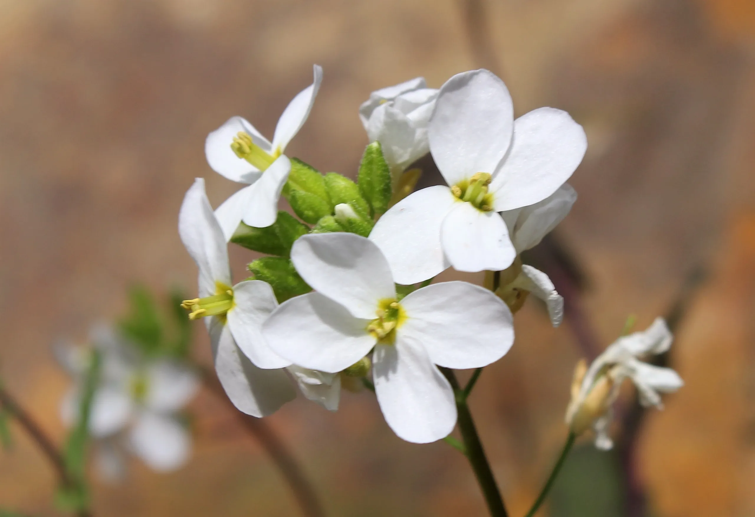 Arabis alpina