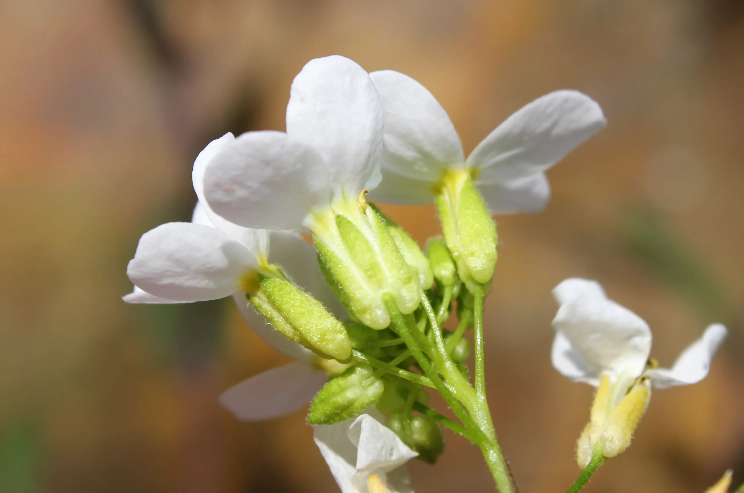 Arabis alpina