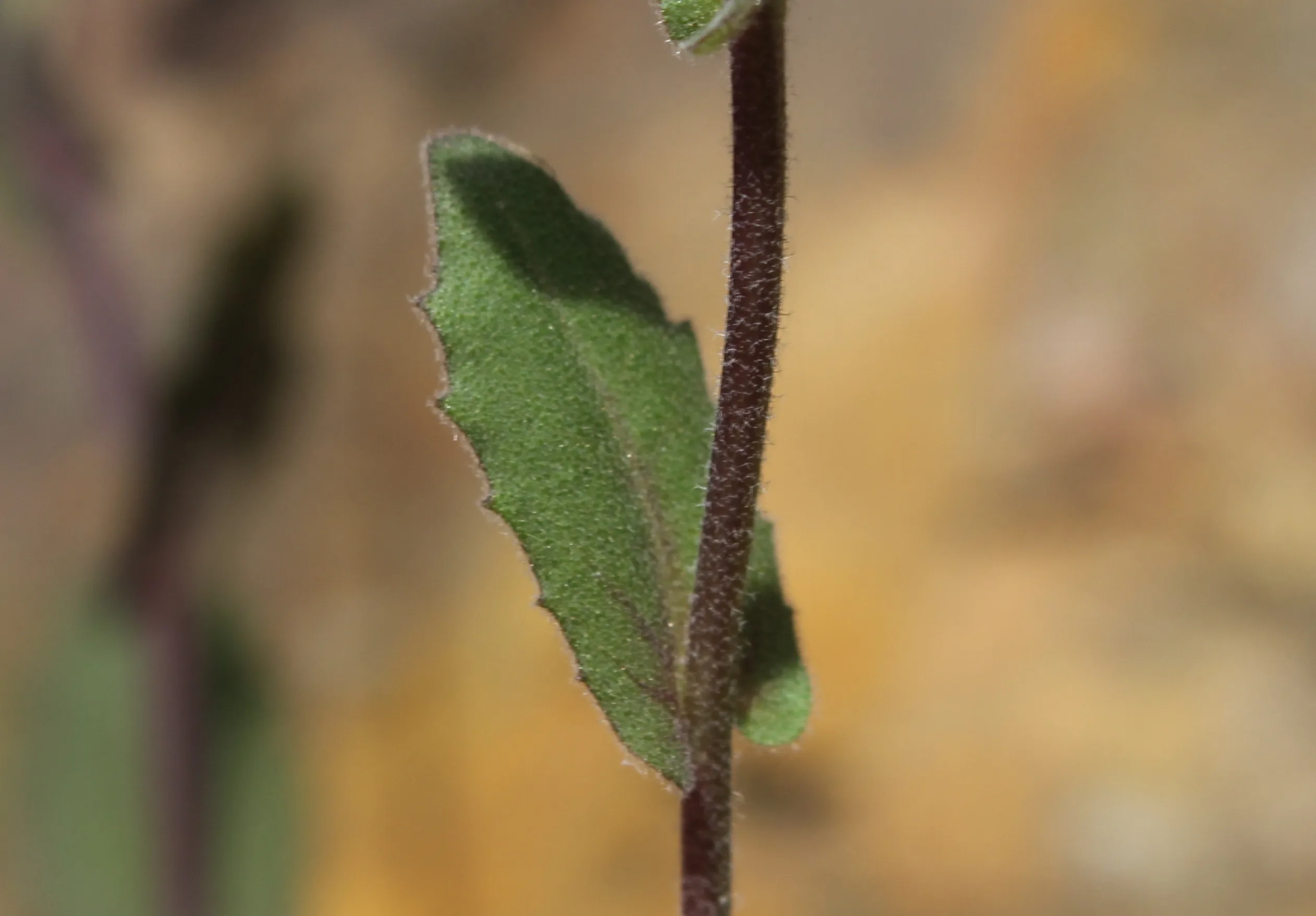 Arabis alpina