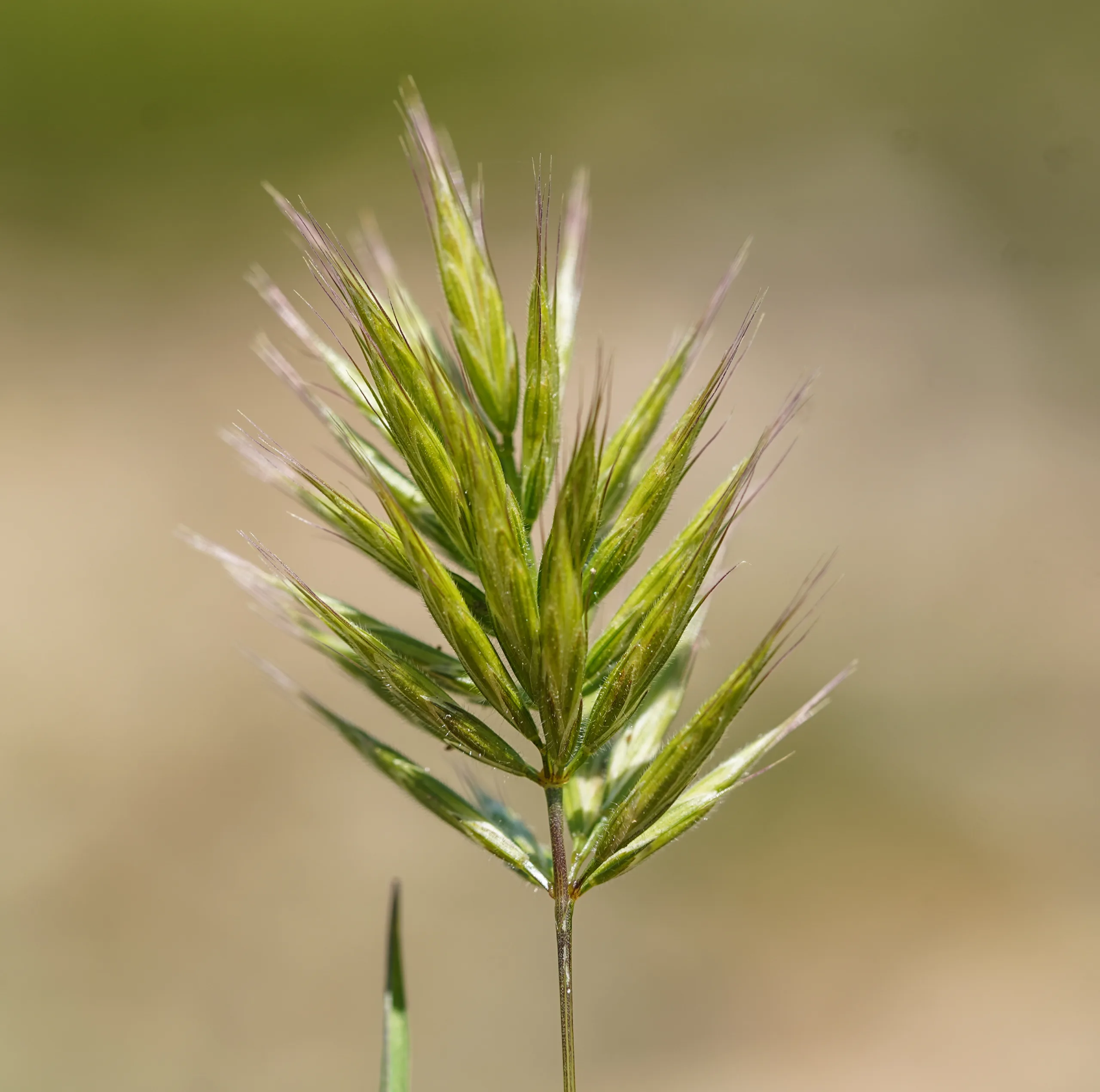 Bromus scoparius (İbubuk ekini)