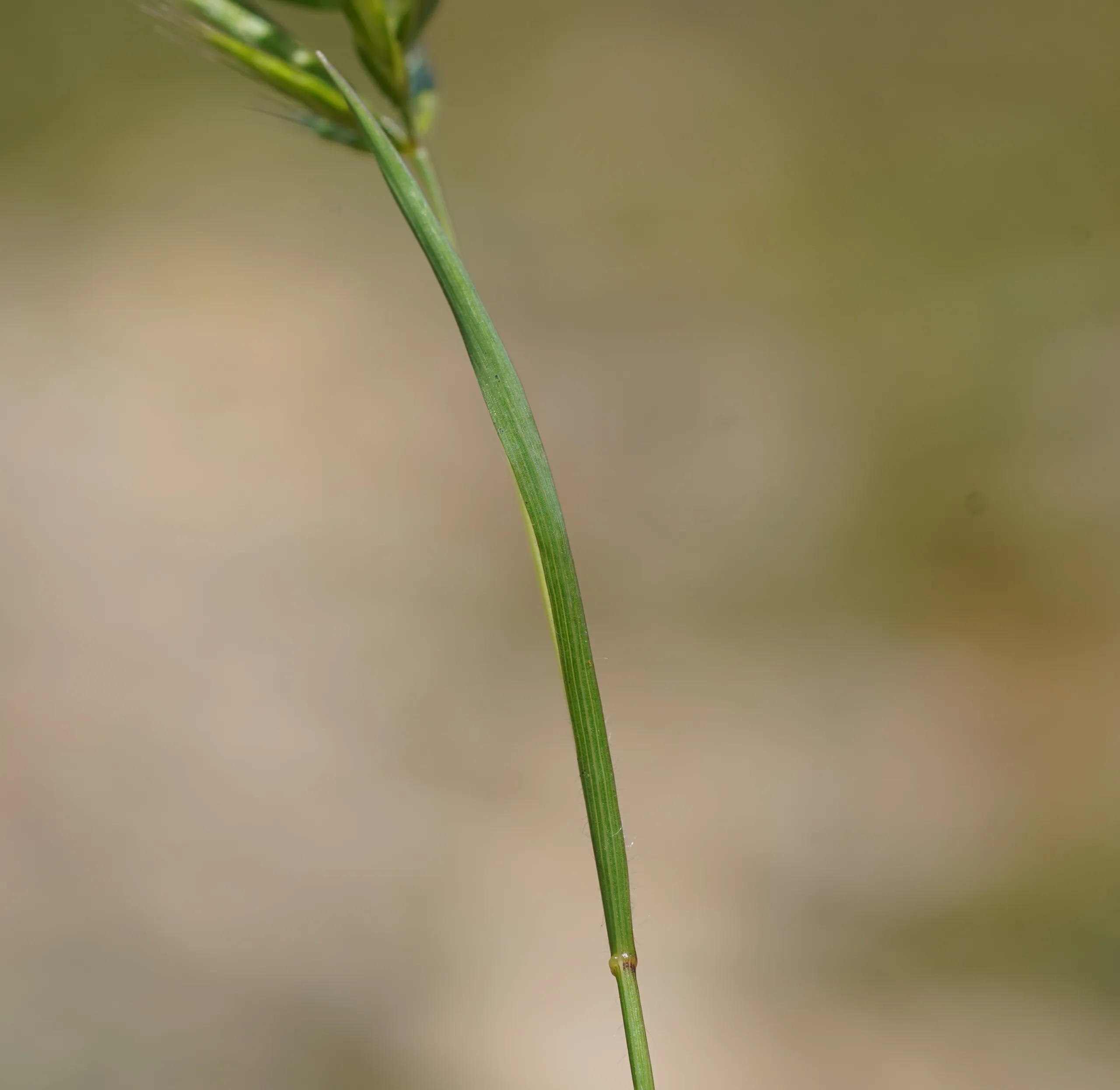 Bromus scoparius