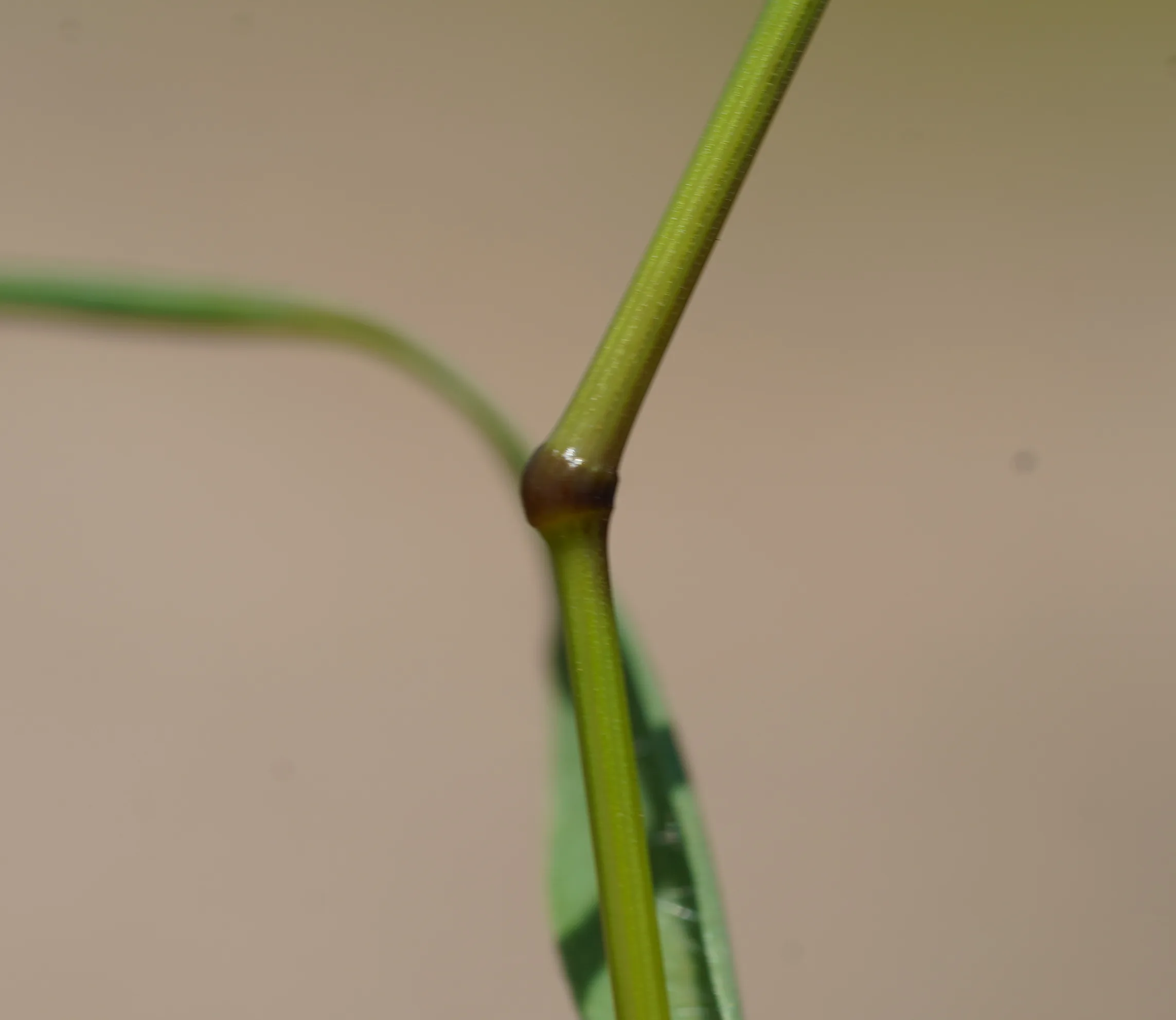 Bromus scoparius