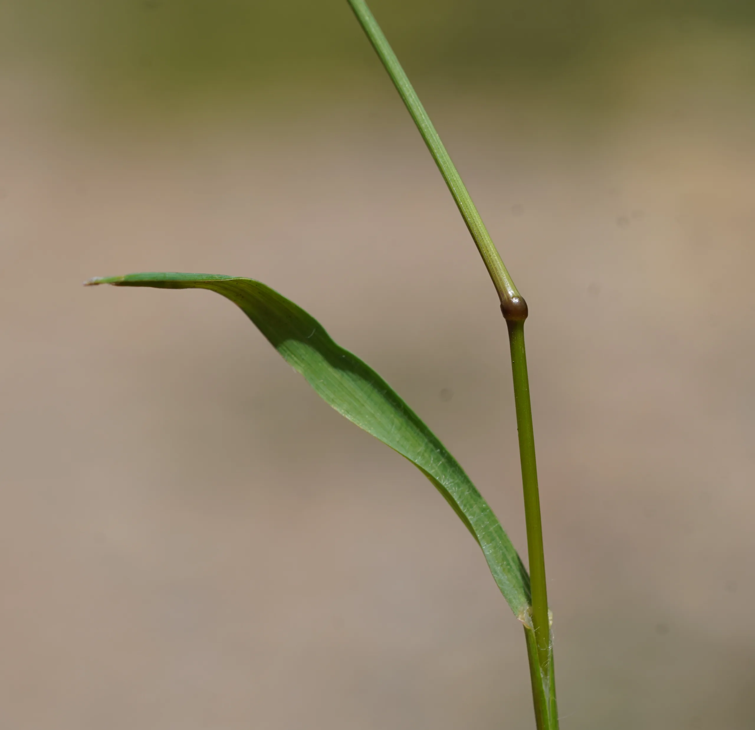 Bromus scoparius