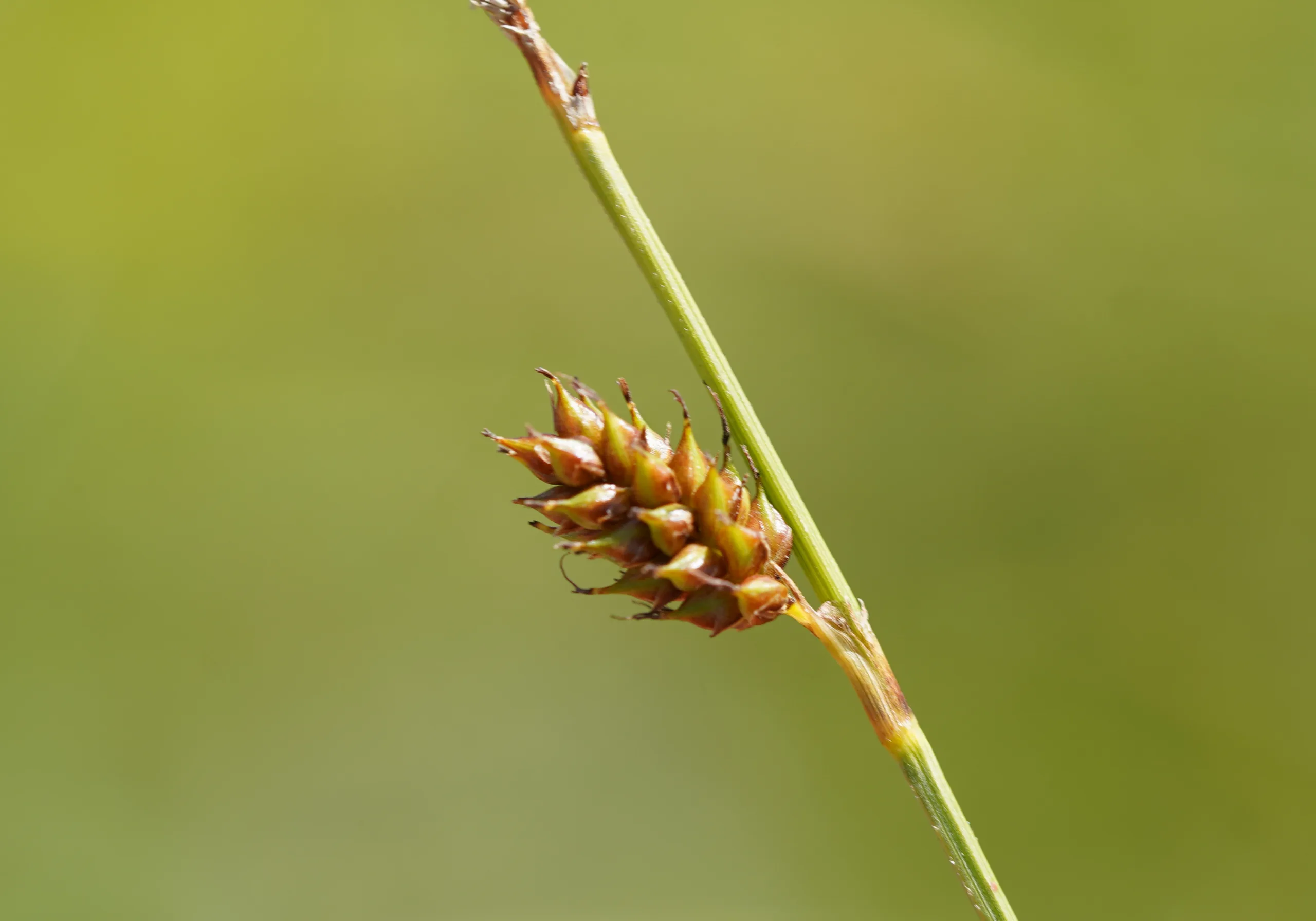 Carex punctata