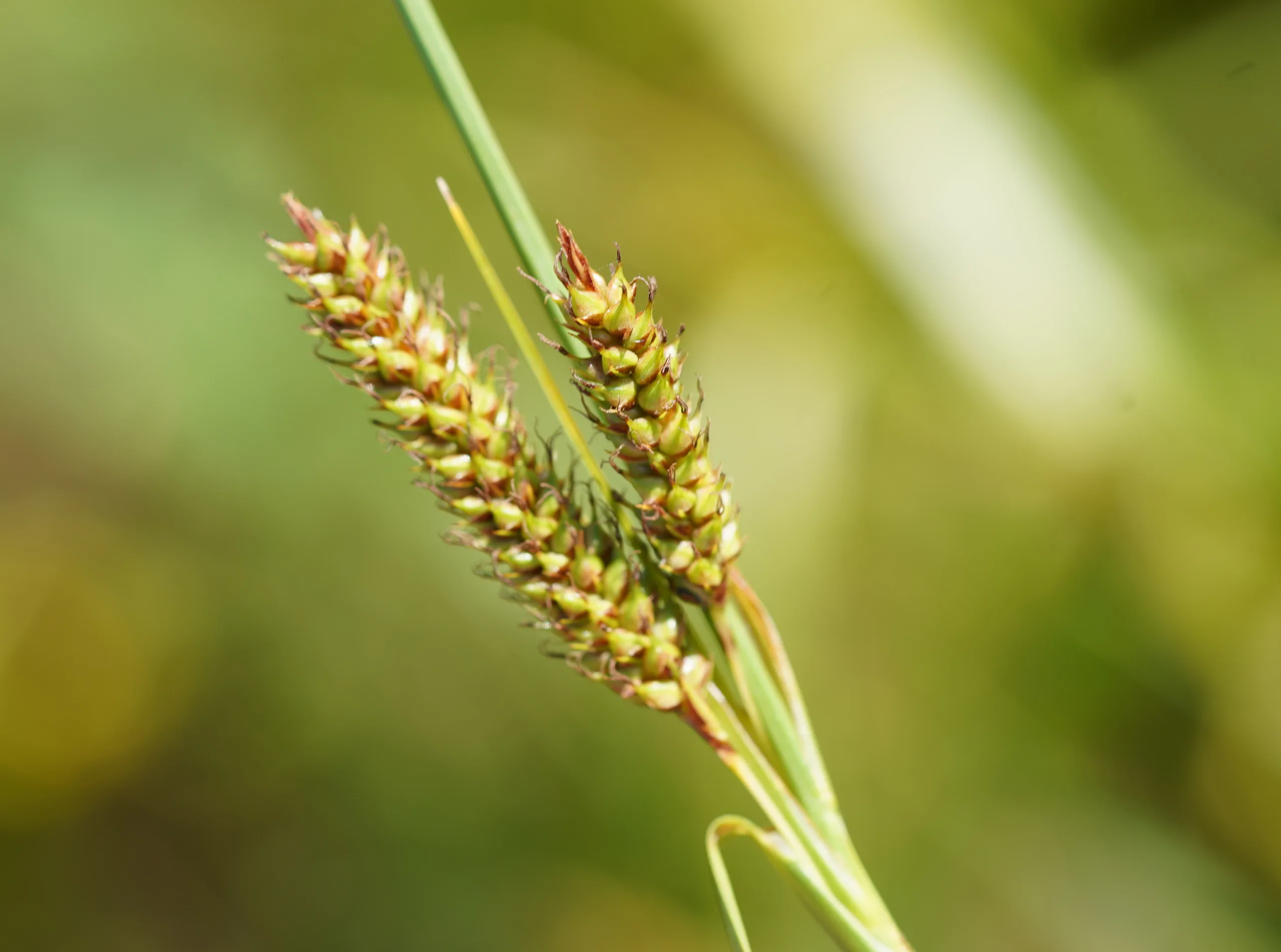 Carex punctata (Oyalı ayakotu)
