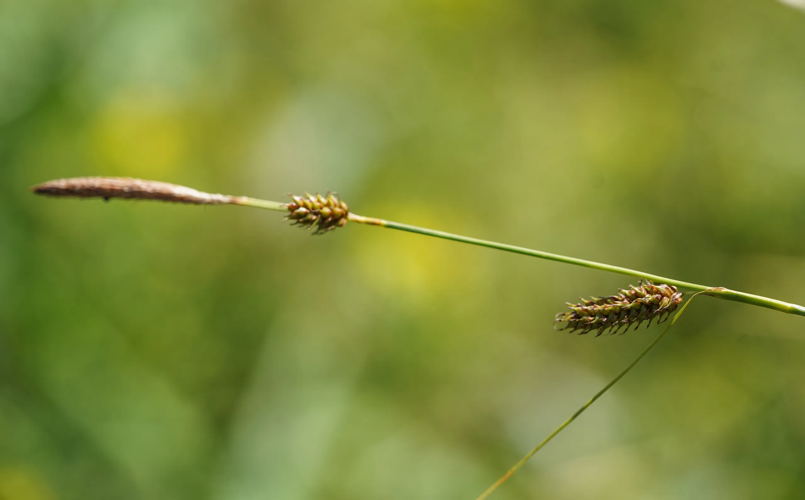 Carex punctata