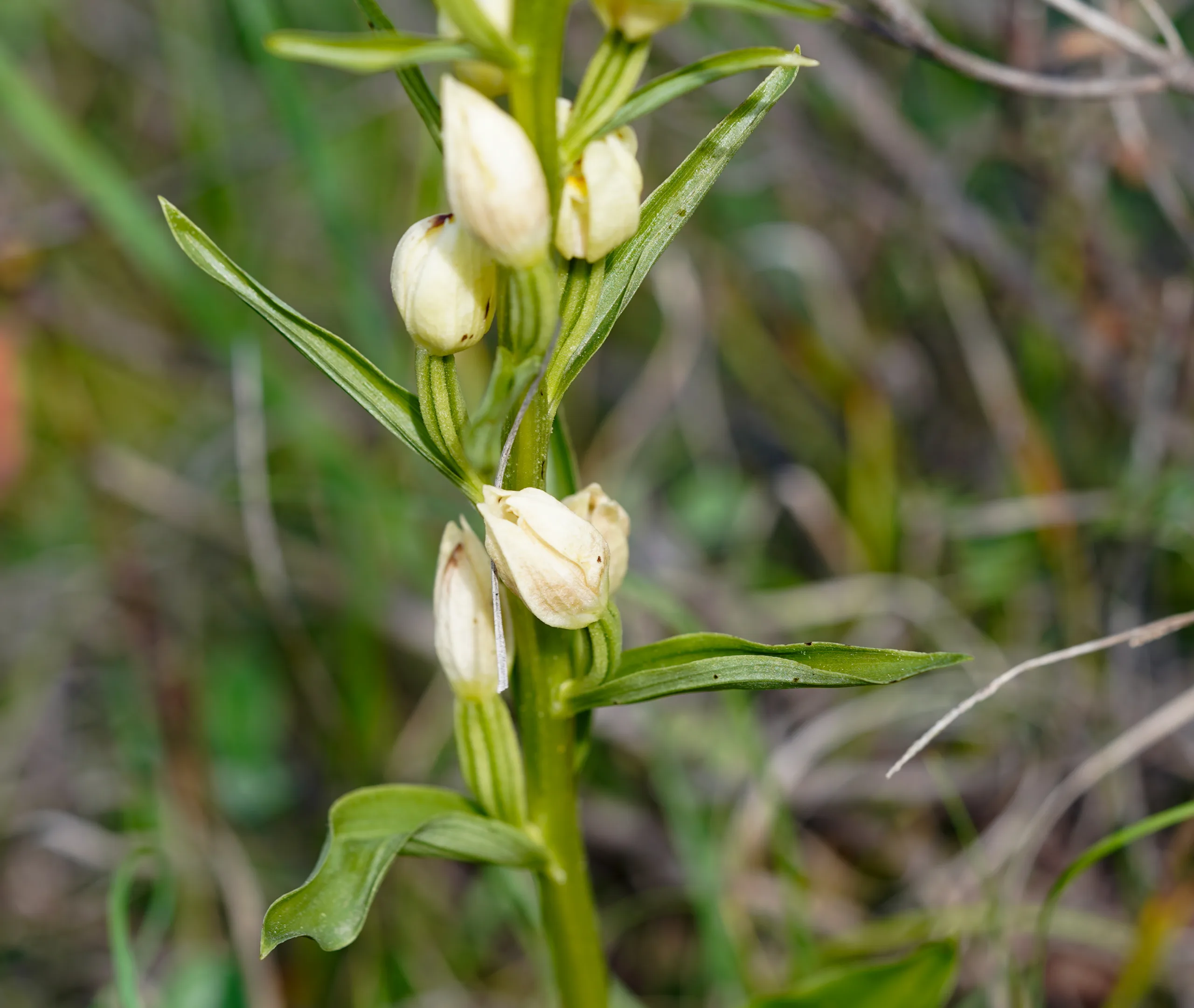 Cephalanthera damasonium