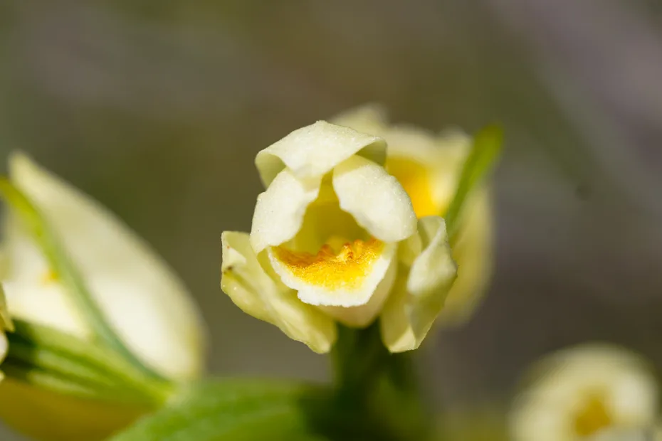 Cephalanthera damasonium