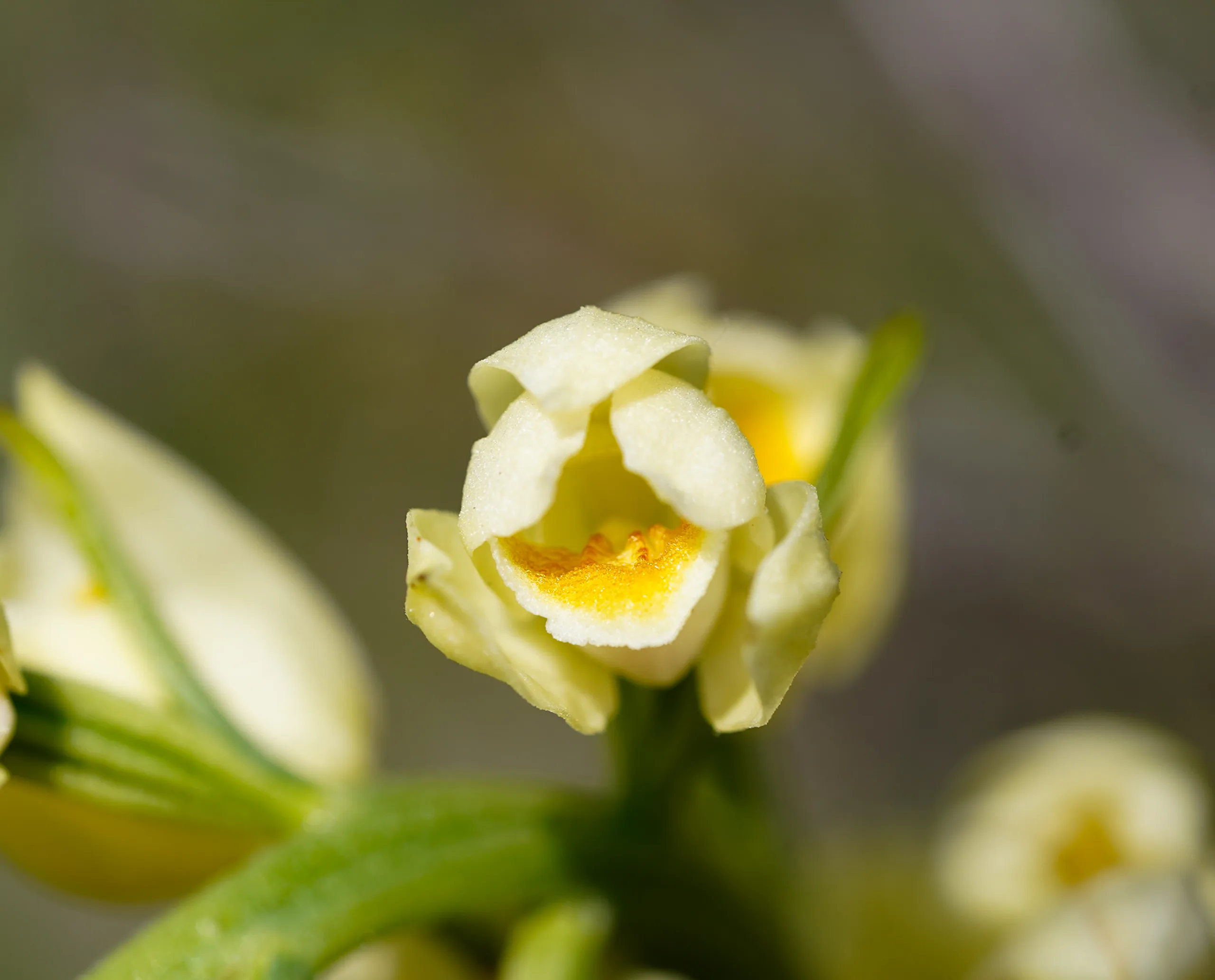 Cephalanthera damasonium (Orman kuşçuğu)