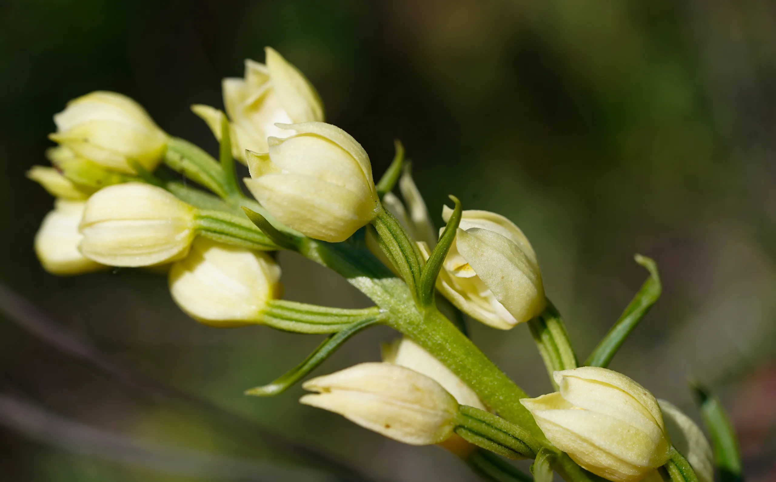 Cephalanthera damasonium