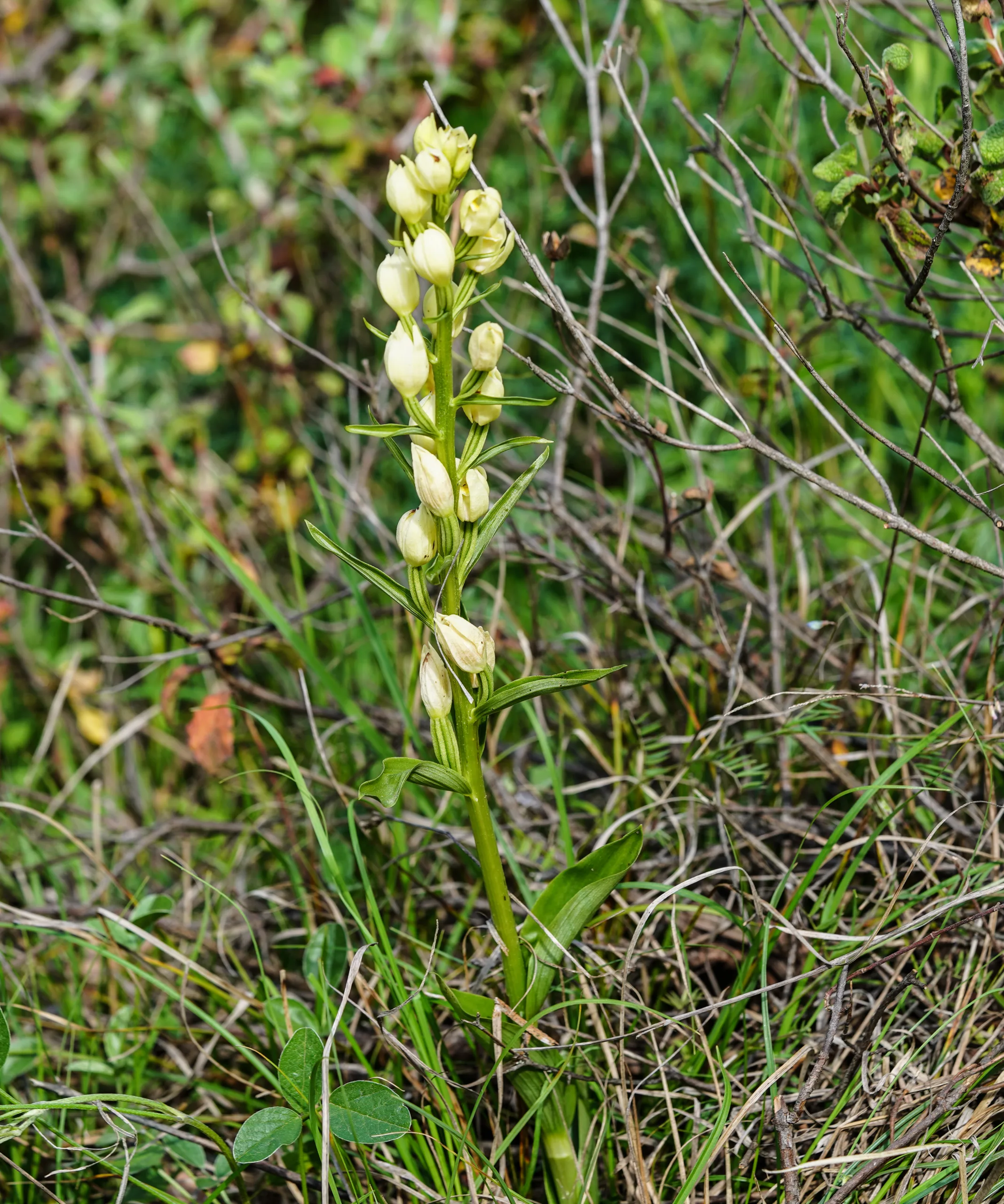 Cephalanthera damasonium