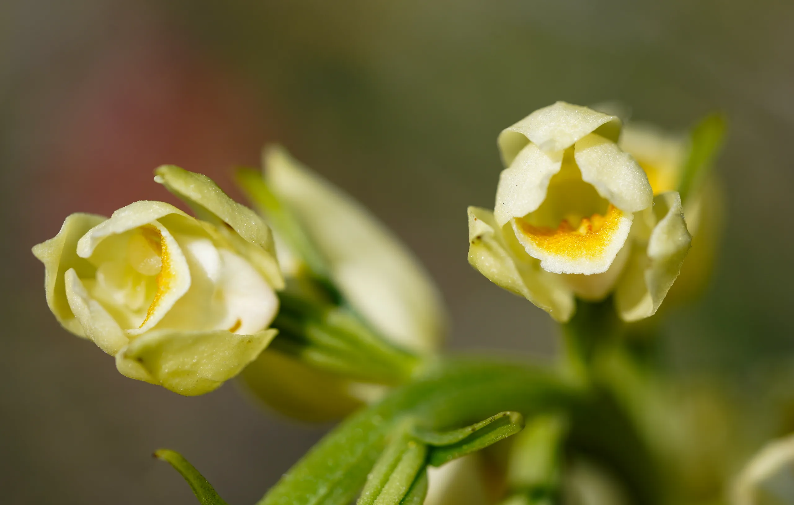 Cephalanthera damasonium
