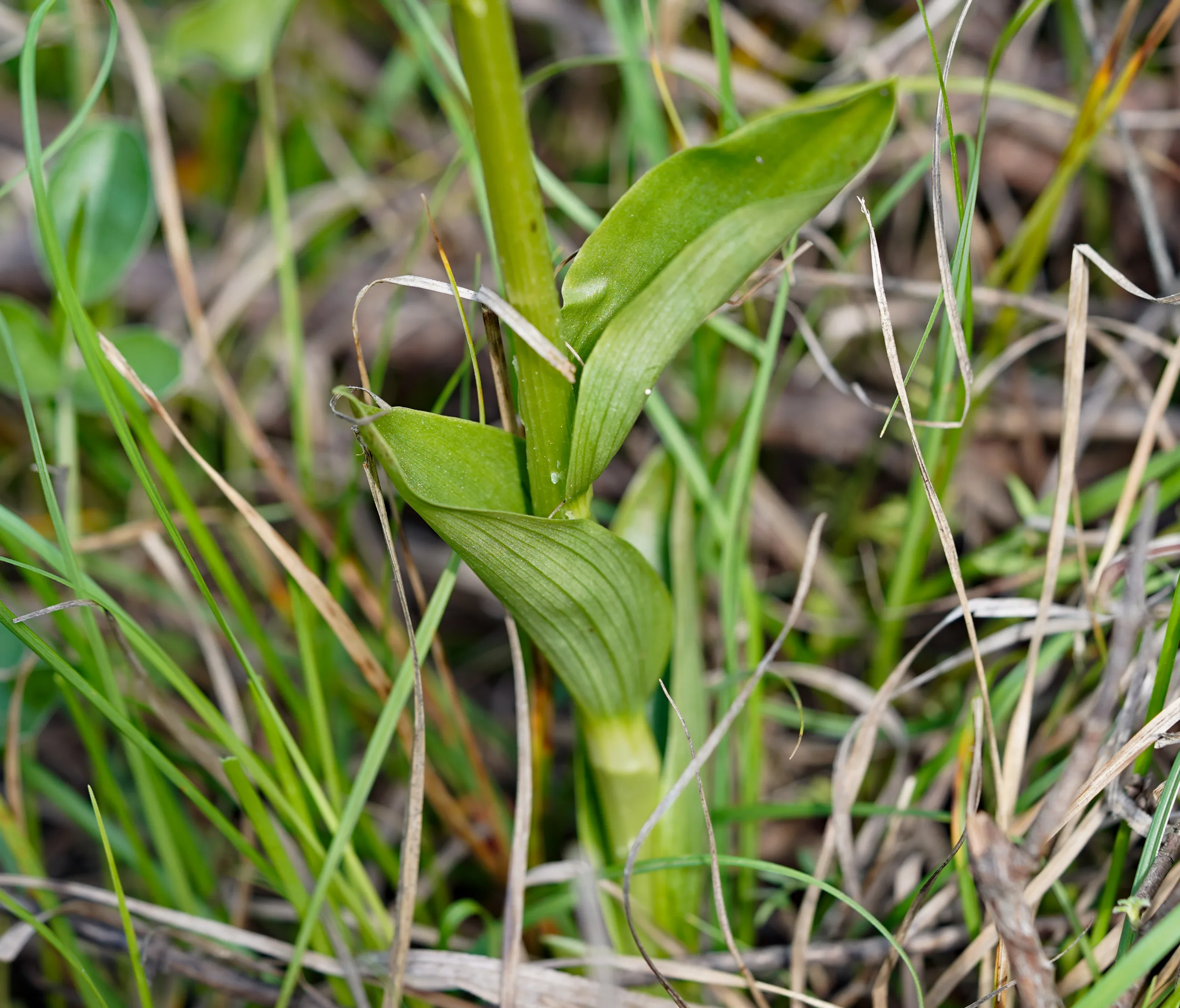 Cephalanthera damasonium