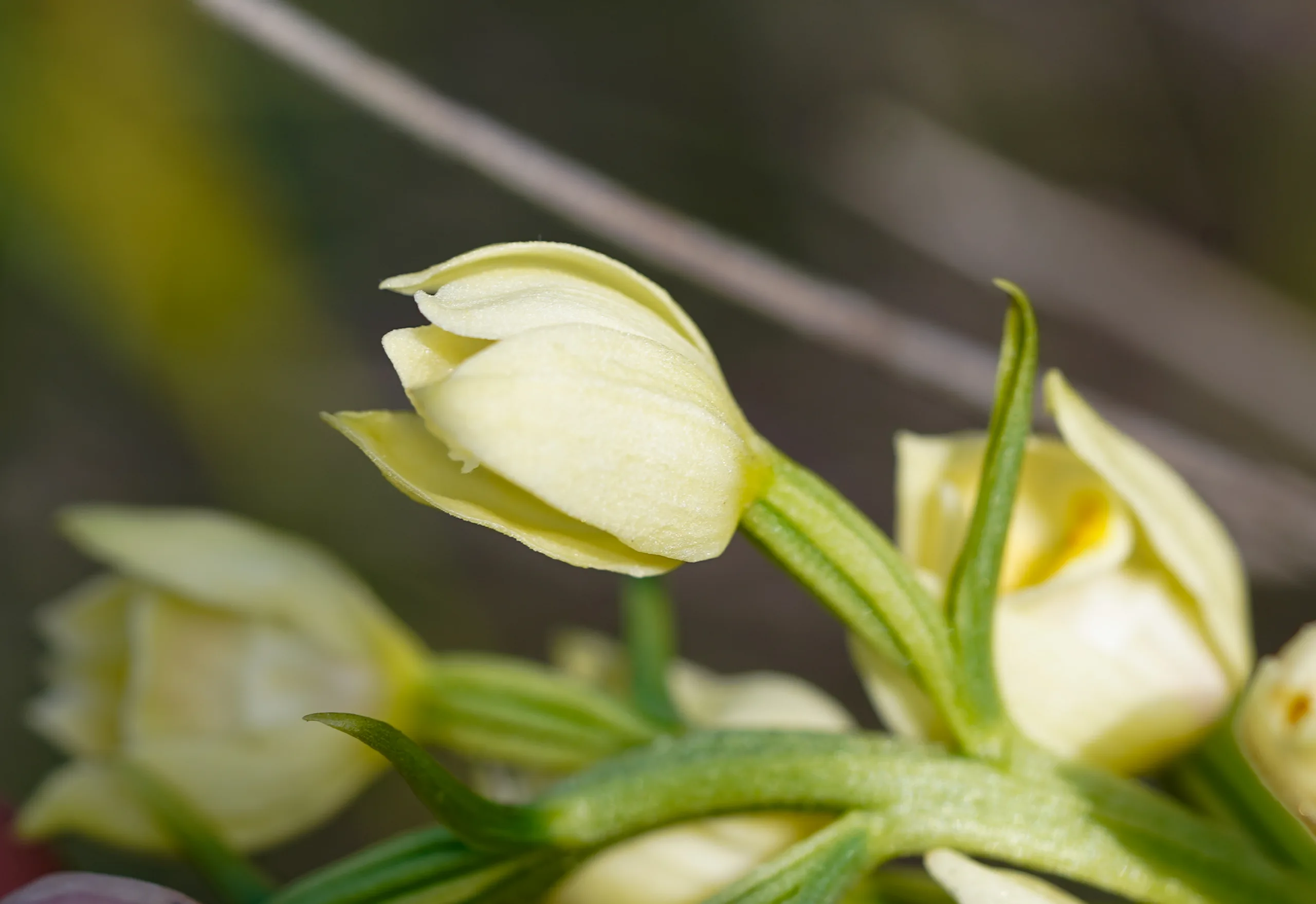Cephalanthera damasonium
