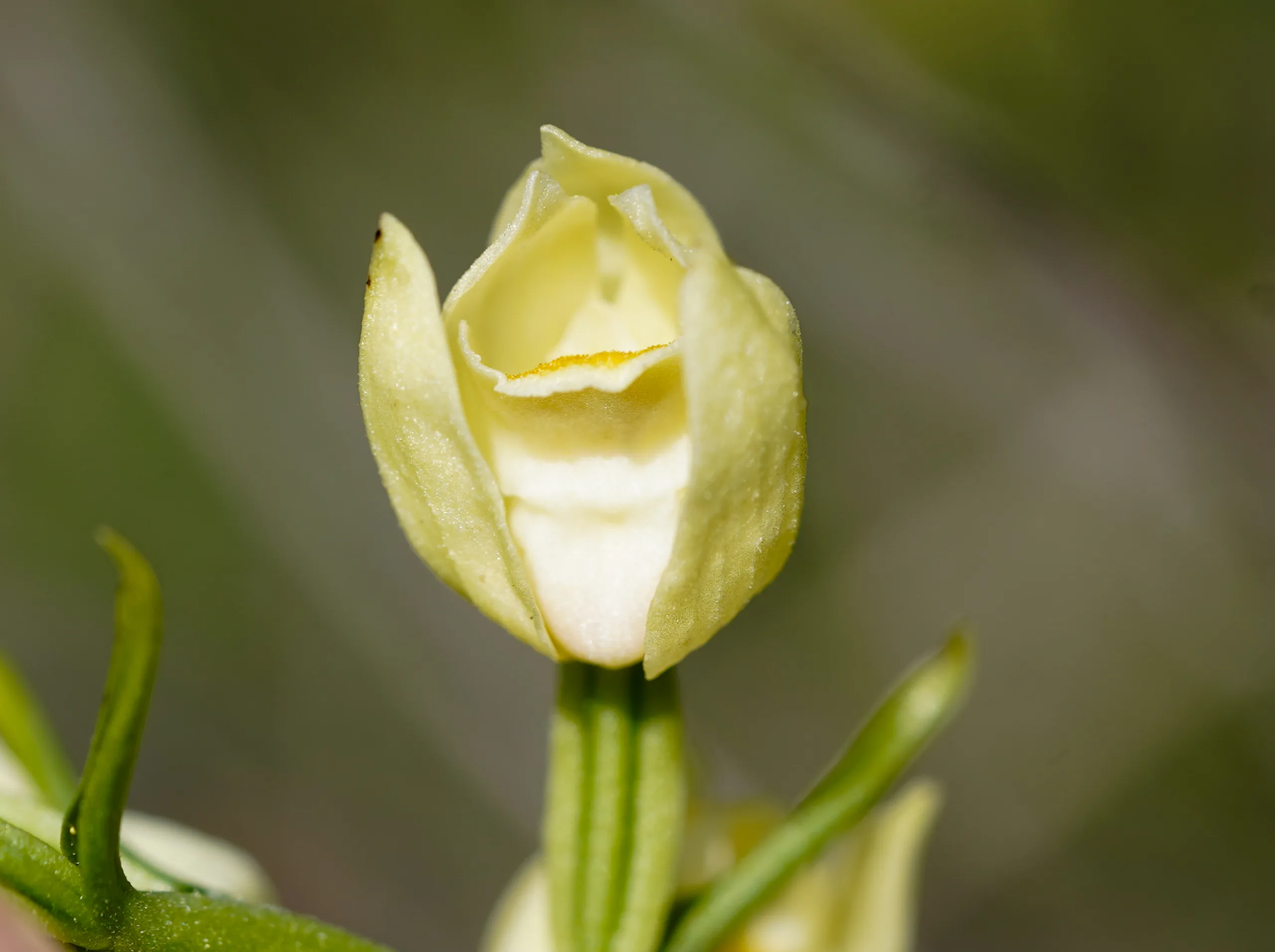 Cephalanthera damasonium