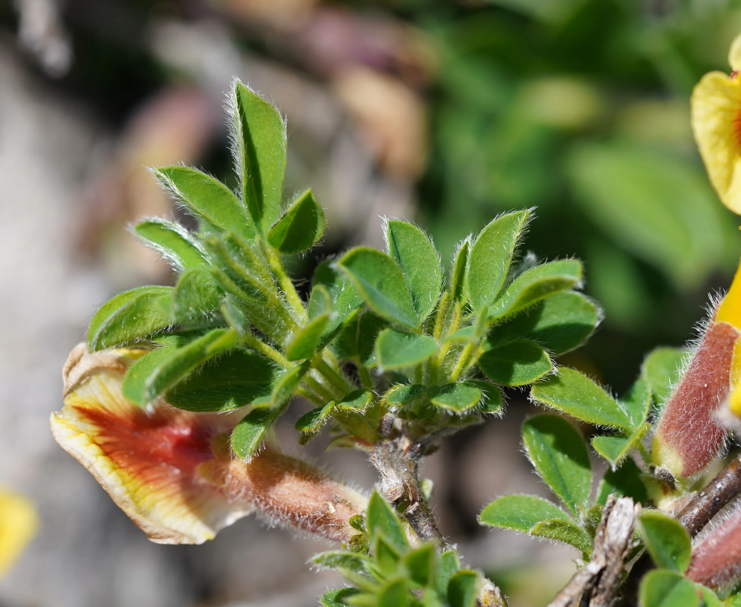 Chamaecytisus hirsutus