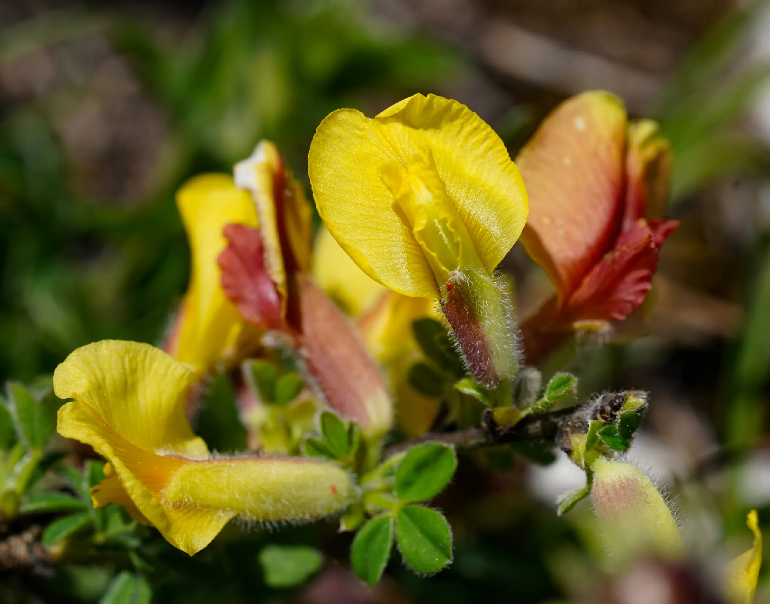 Chamaecytisus hirsutus