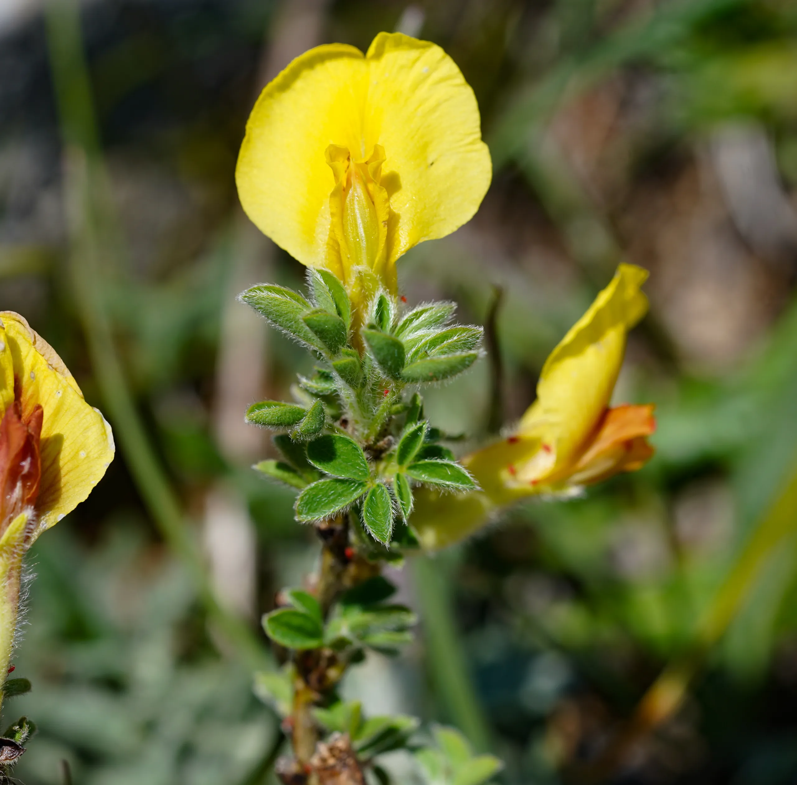 Chamaecytisus hirsutus