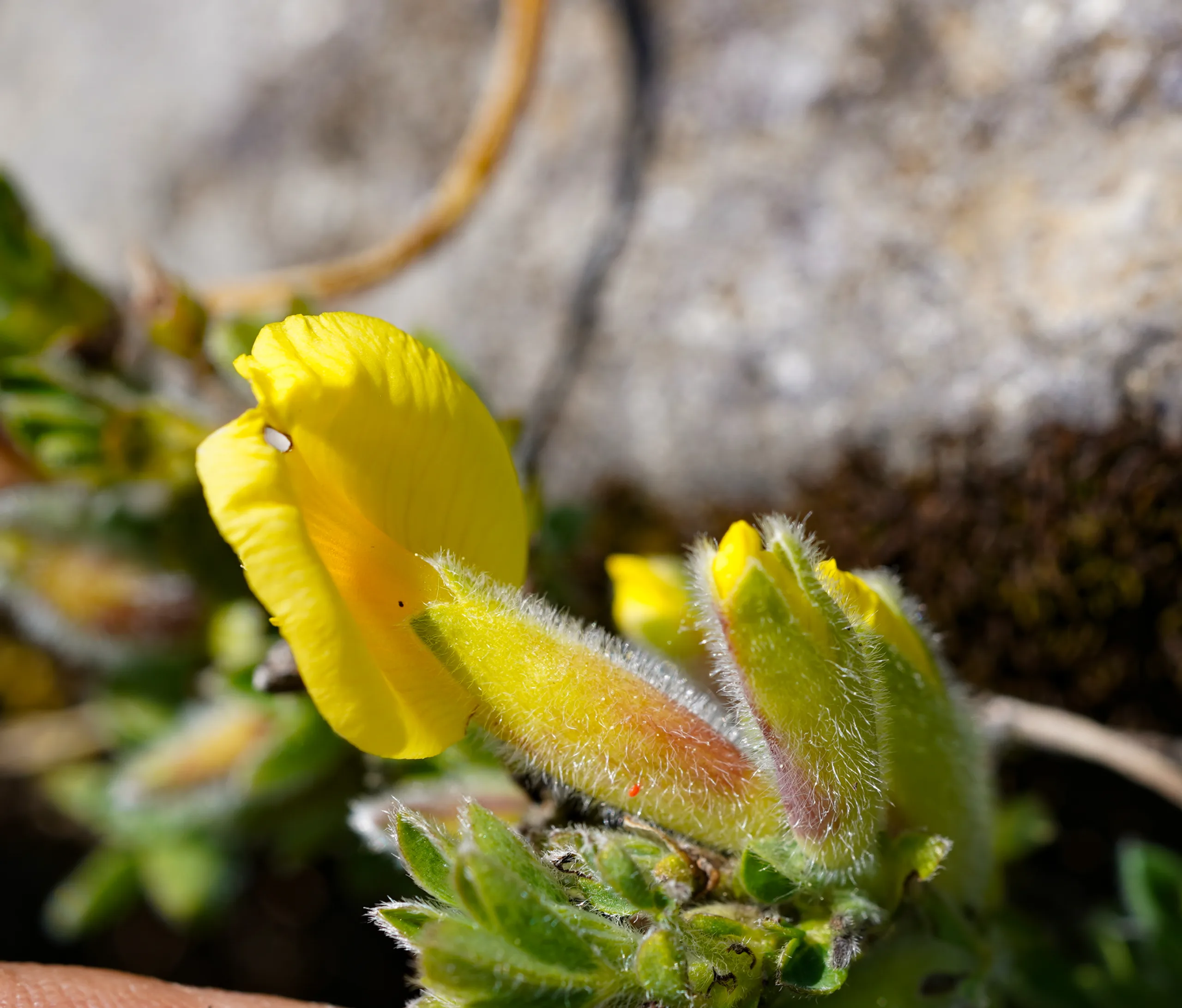 Chamaecytisus hirsutus
