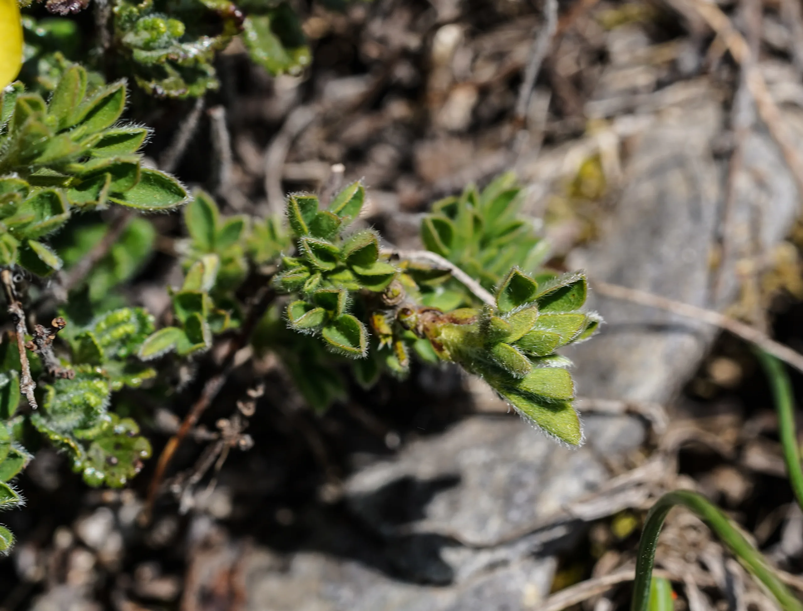 Chamaecytisus hirsutus