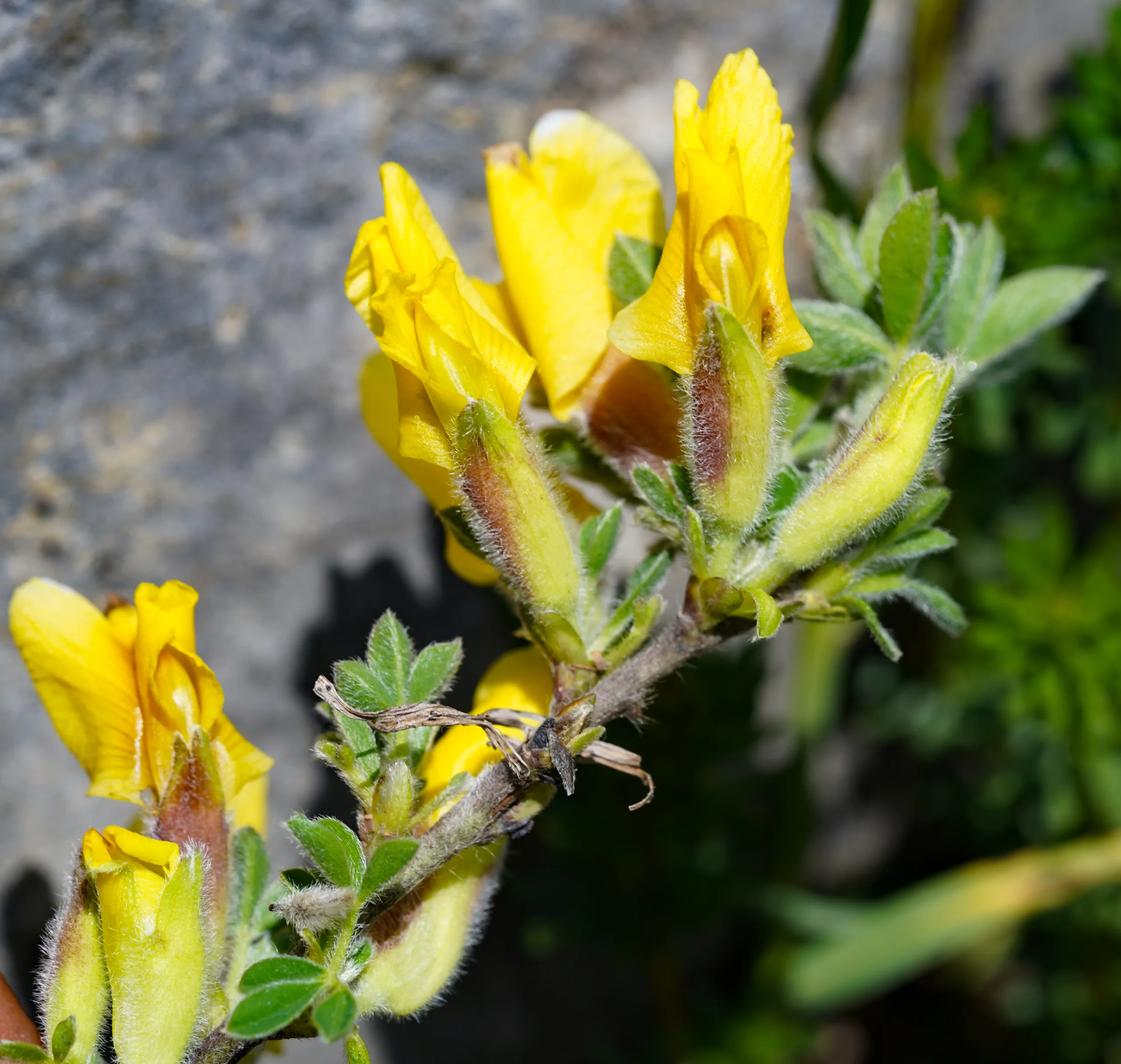 Chamaecytisus hirsutus