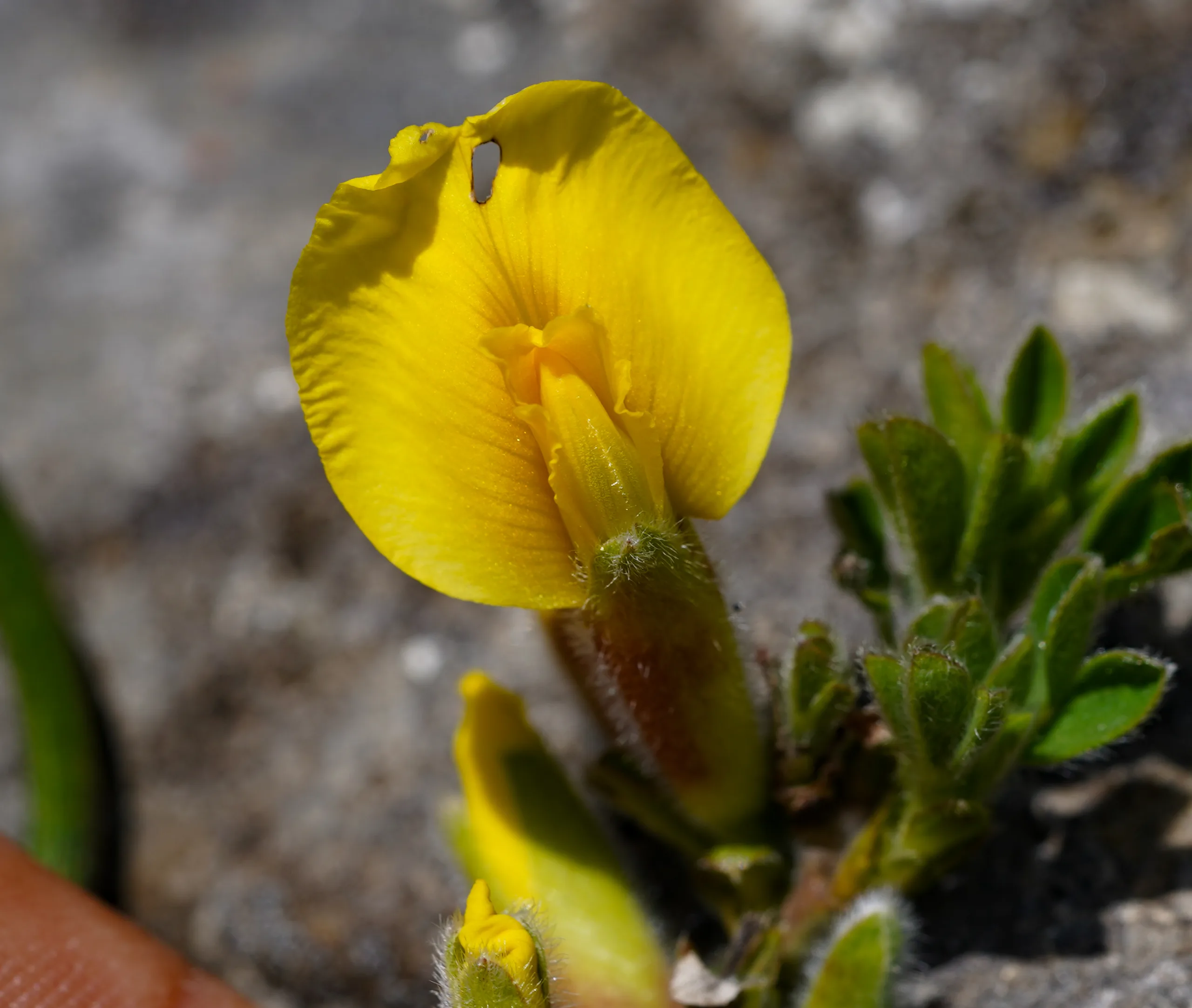 Chamaecytisus hirsutus