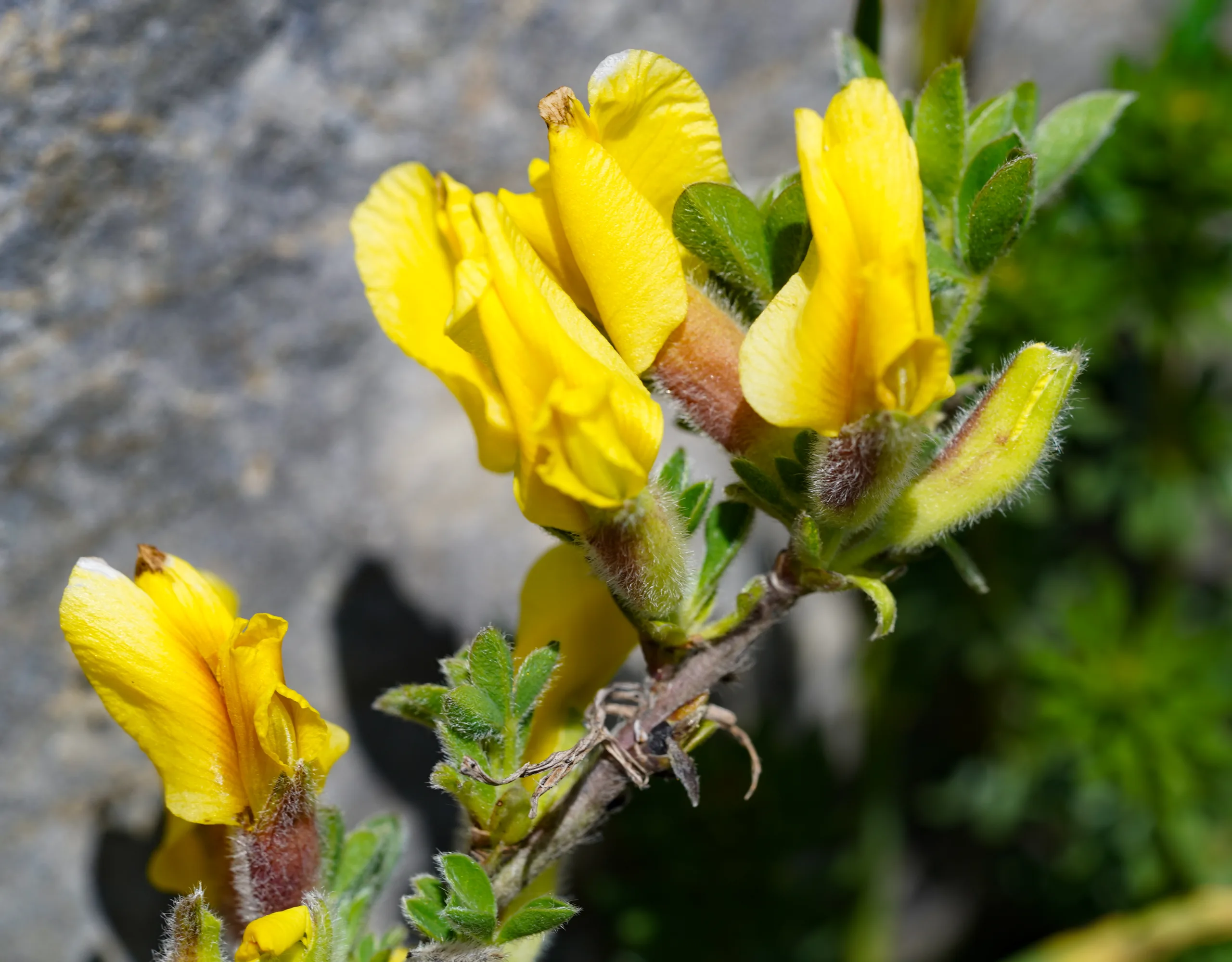 Chamaecytisus hirsutus
