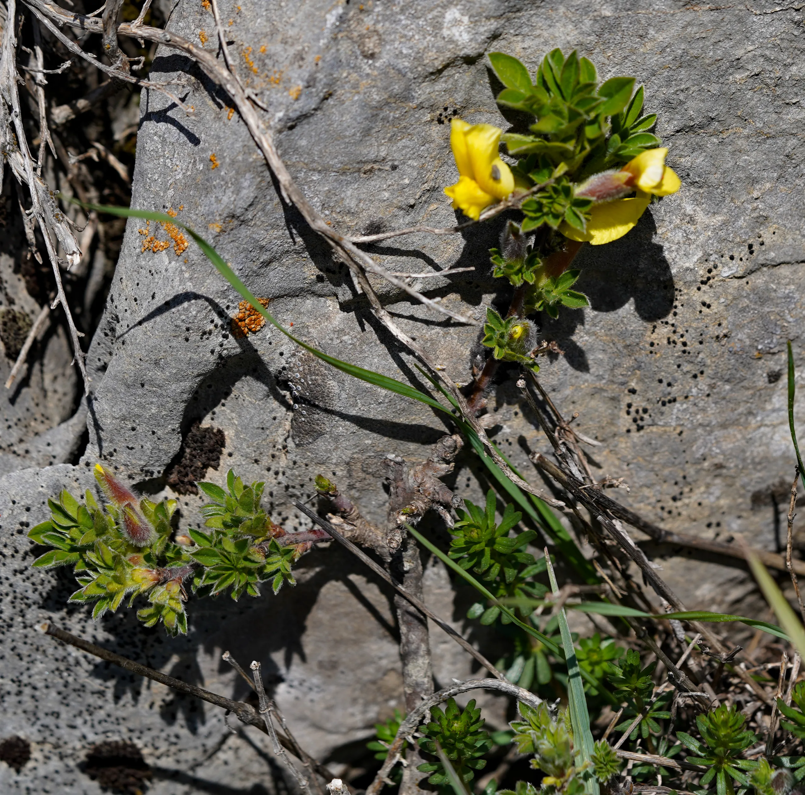 Chamaecytisus hirsutus