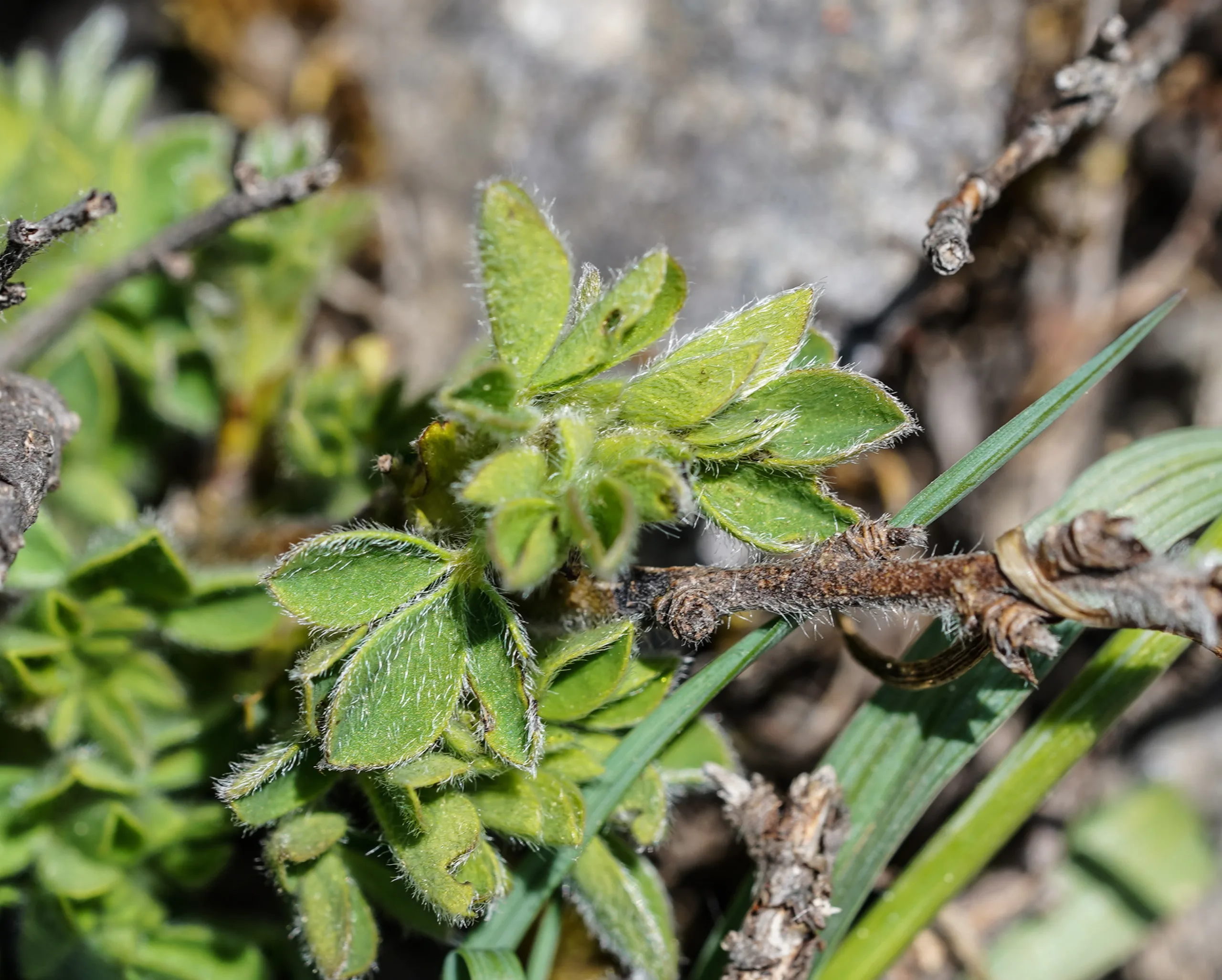 Chamaecytisus hirsutus
